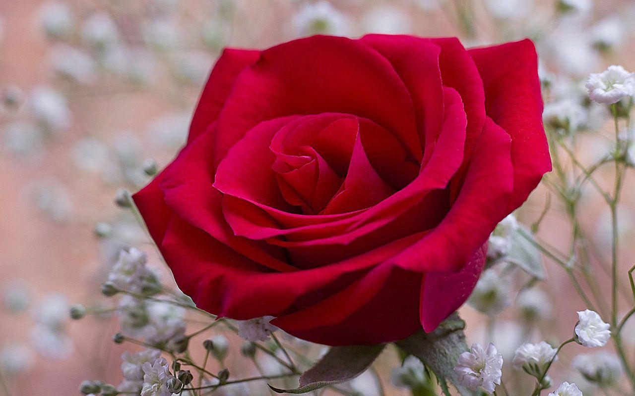 Red Rose Wallpaper Free Download