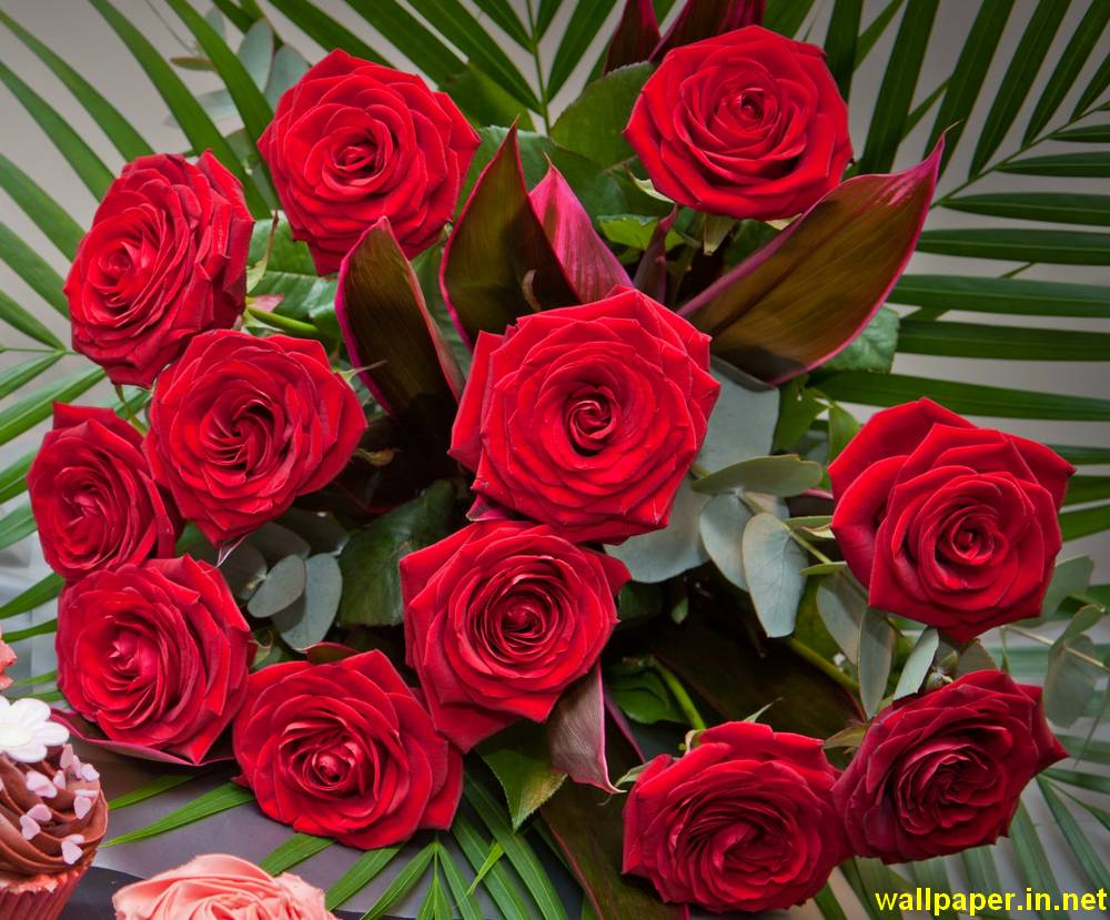 Red Rose Image Free Download. Stock Flower Image