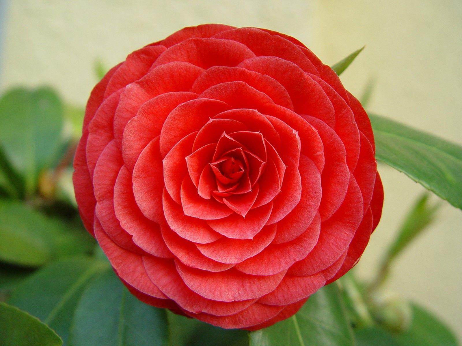 Nice Beautiful Hybrid Red Rose Wallpaper Download