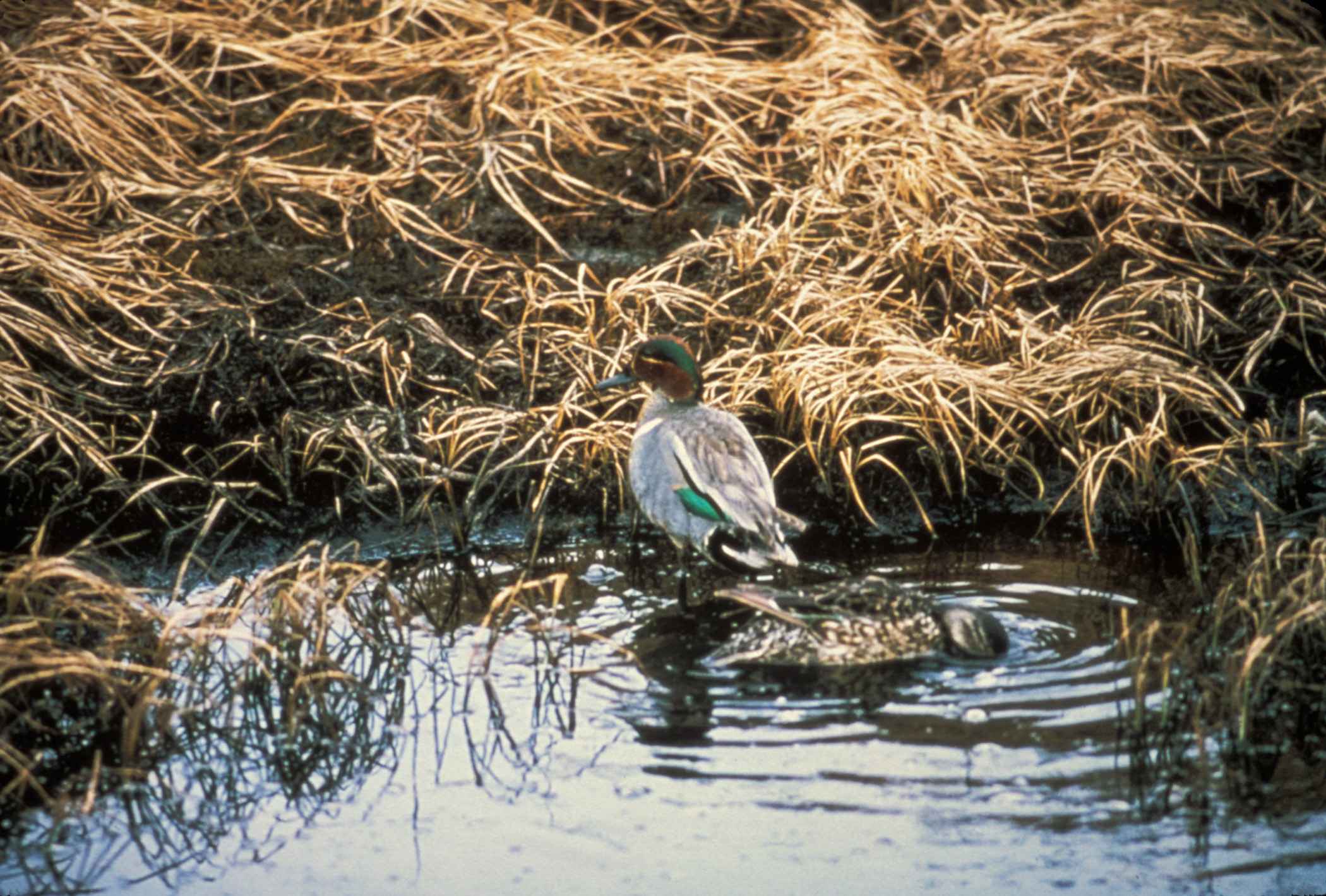 Wallpaper  duck waterfowl nature Nikon water canvasback drake male  Maryland 4348x2807   945711  HD Wallpapers  WallHere