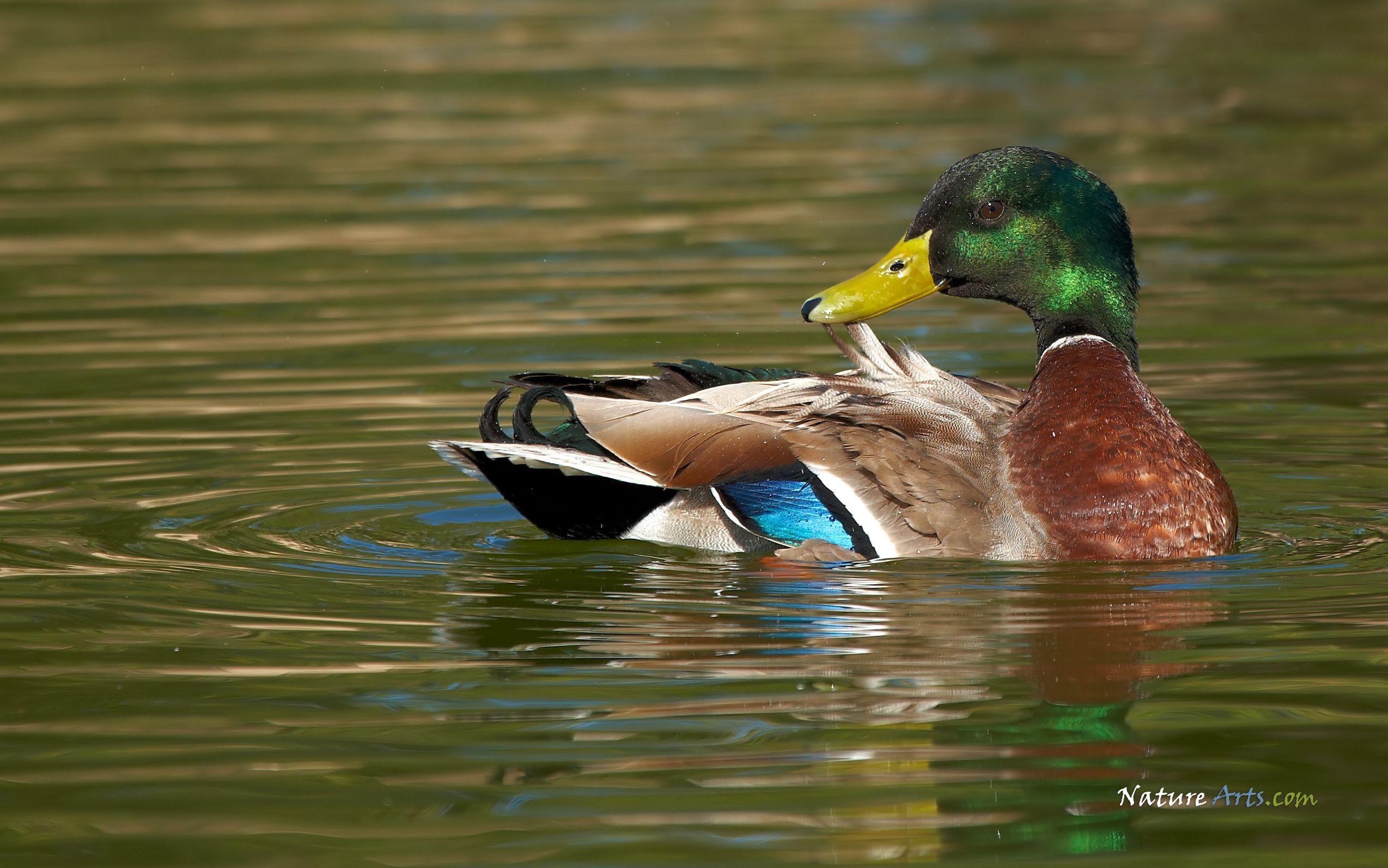 Mallard Duck. Mallard Duck, wildlife wallpaper, desktop