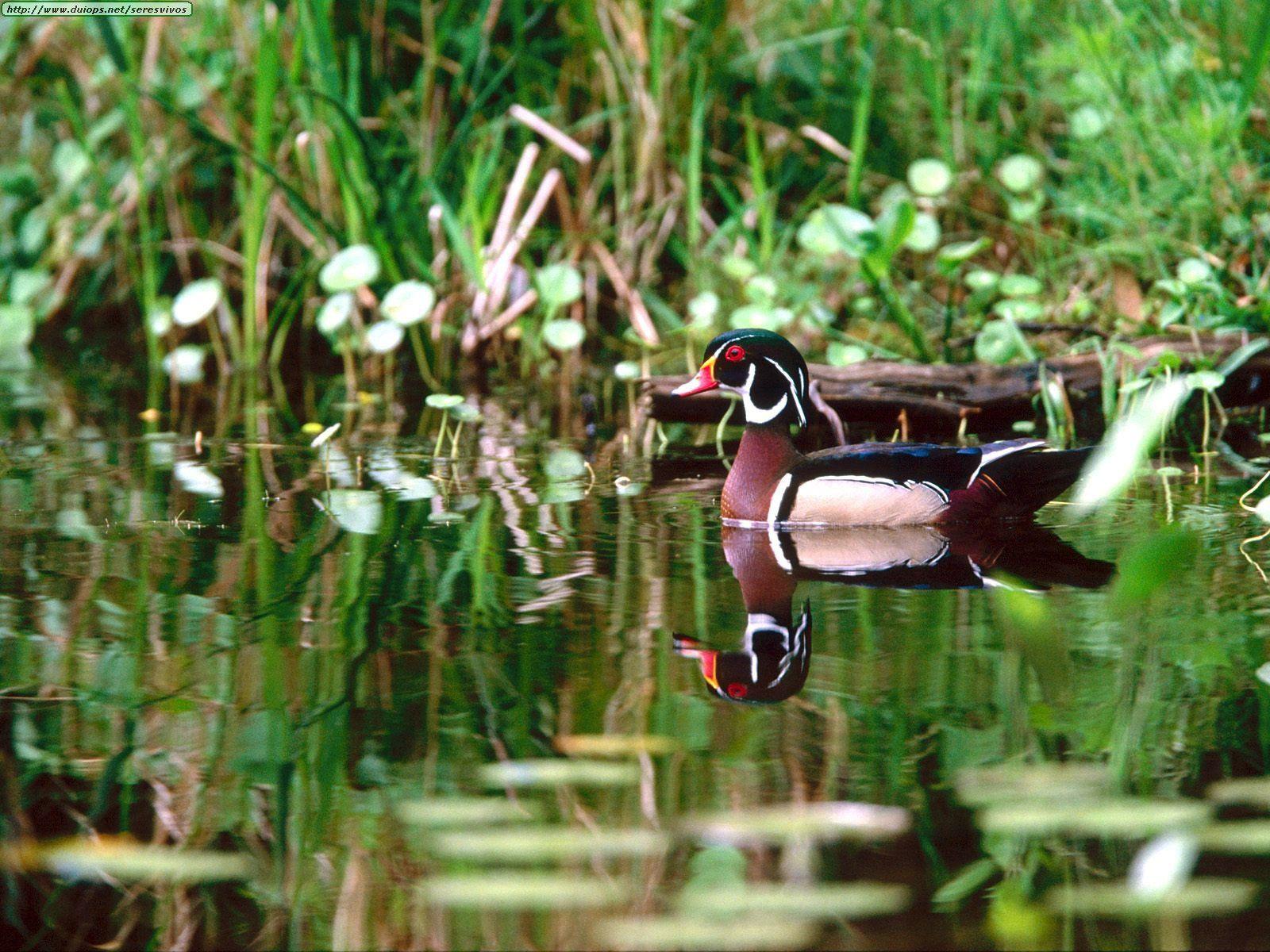 Drake Waterfowl Wallpapers - Wallpaper Cave