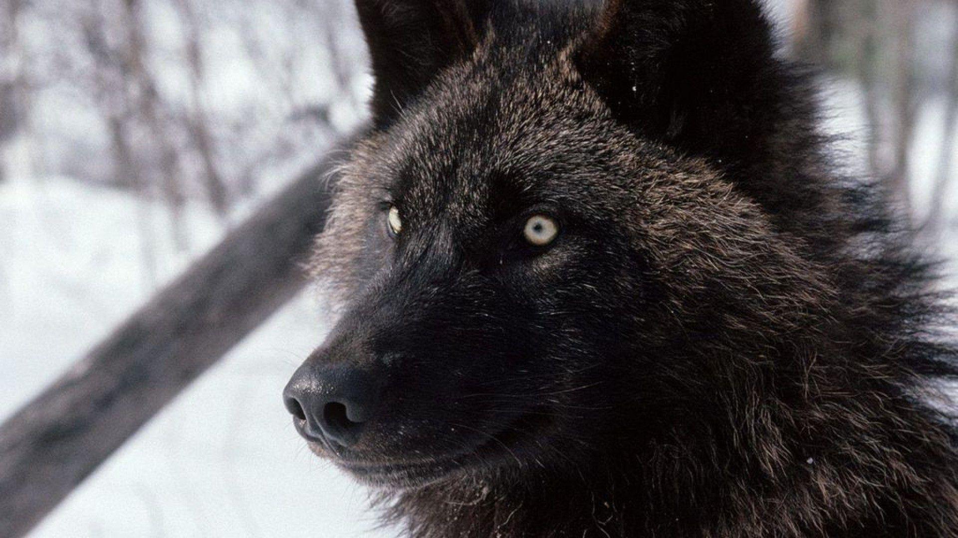 Black Wolf HD Image