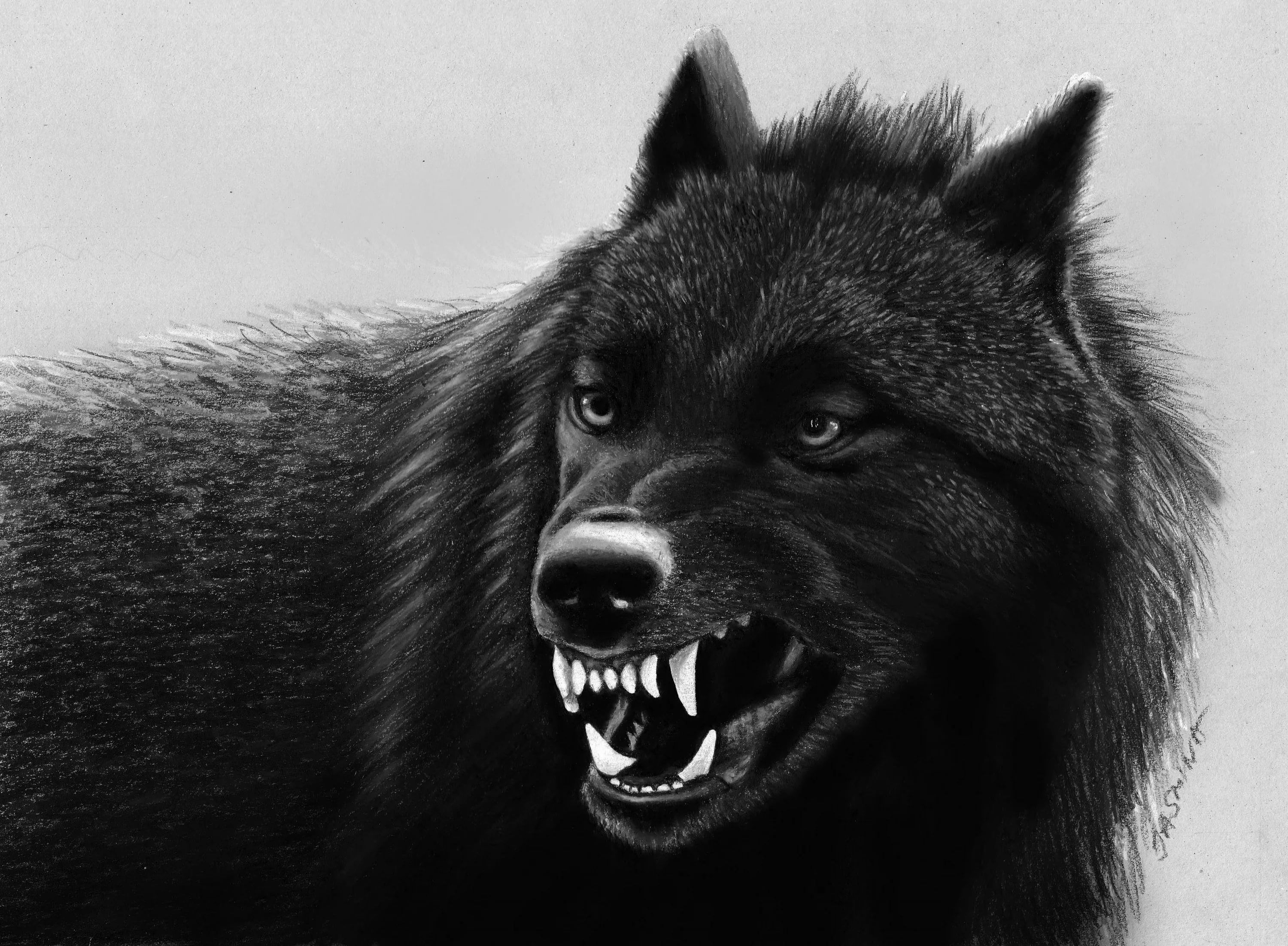 black wolf wallpaper hd