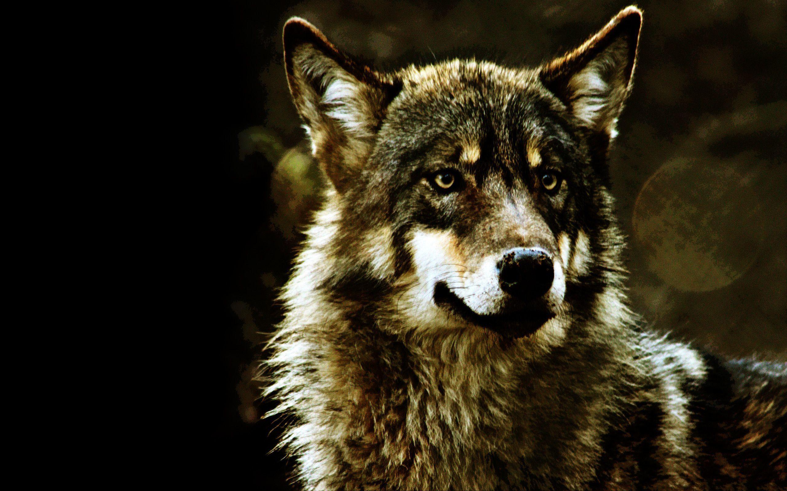 Black Wolf HD Wallpaper Download Desktop. Magical
