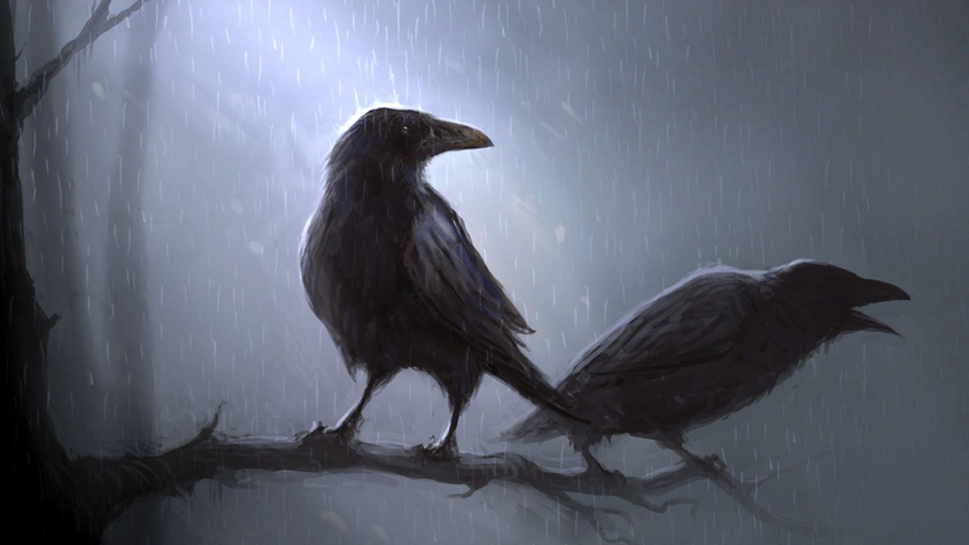 Crow HD Wallpaper and Background Image