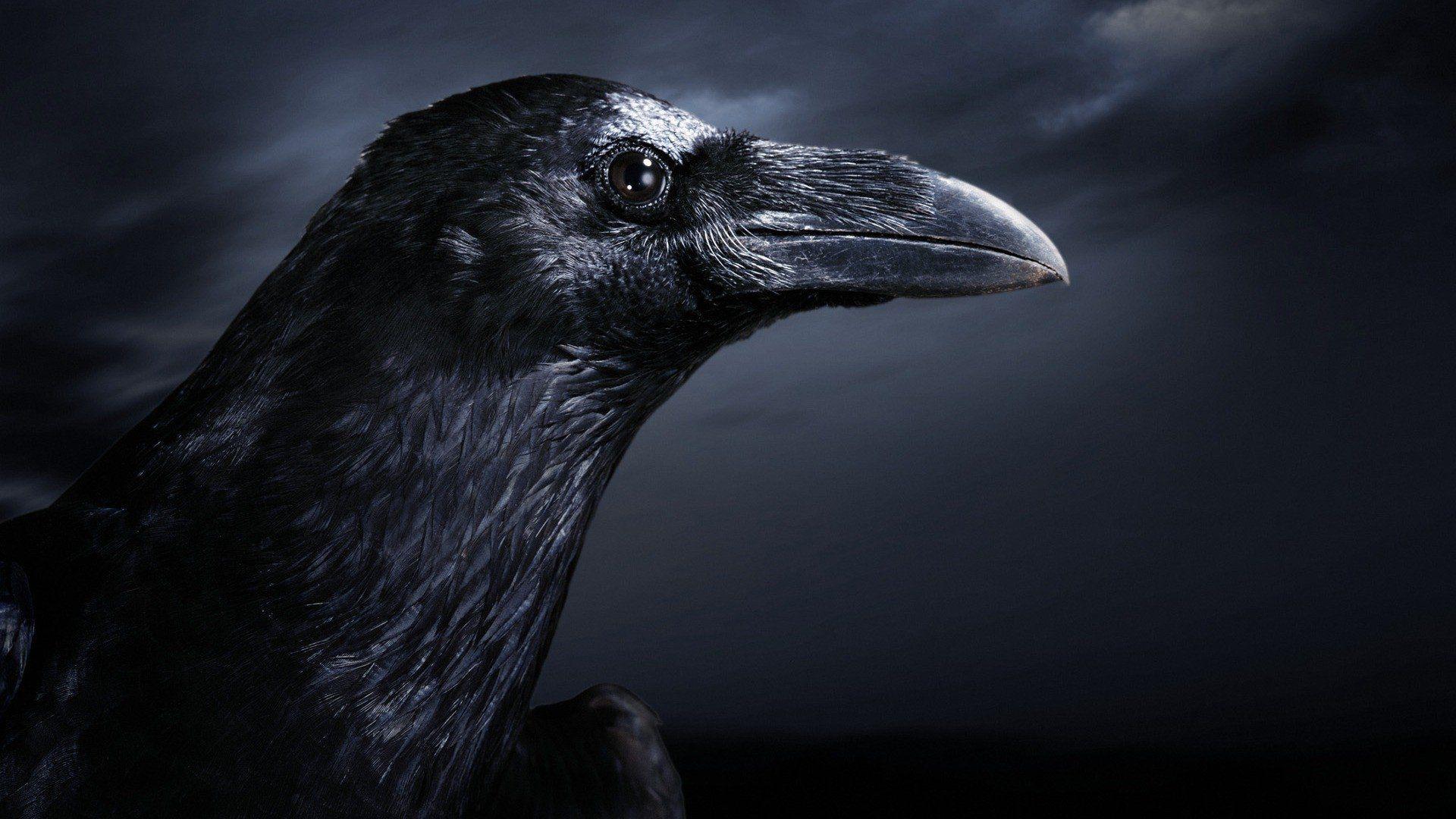The Crow Full HD Wallpaper and Background Imagex1080