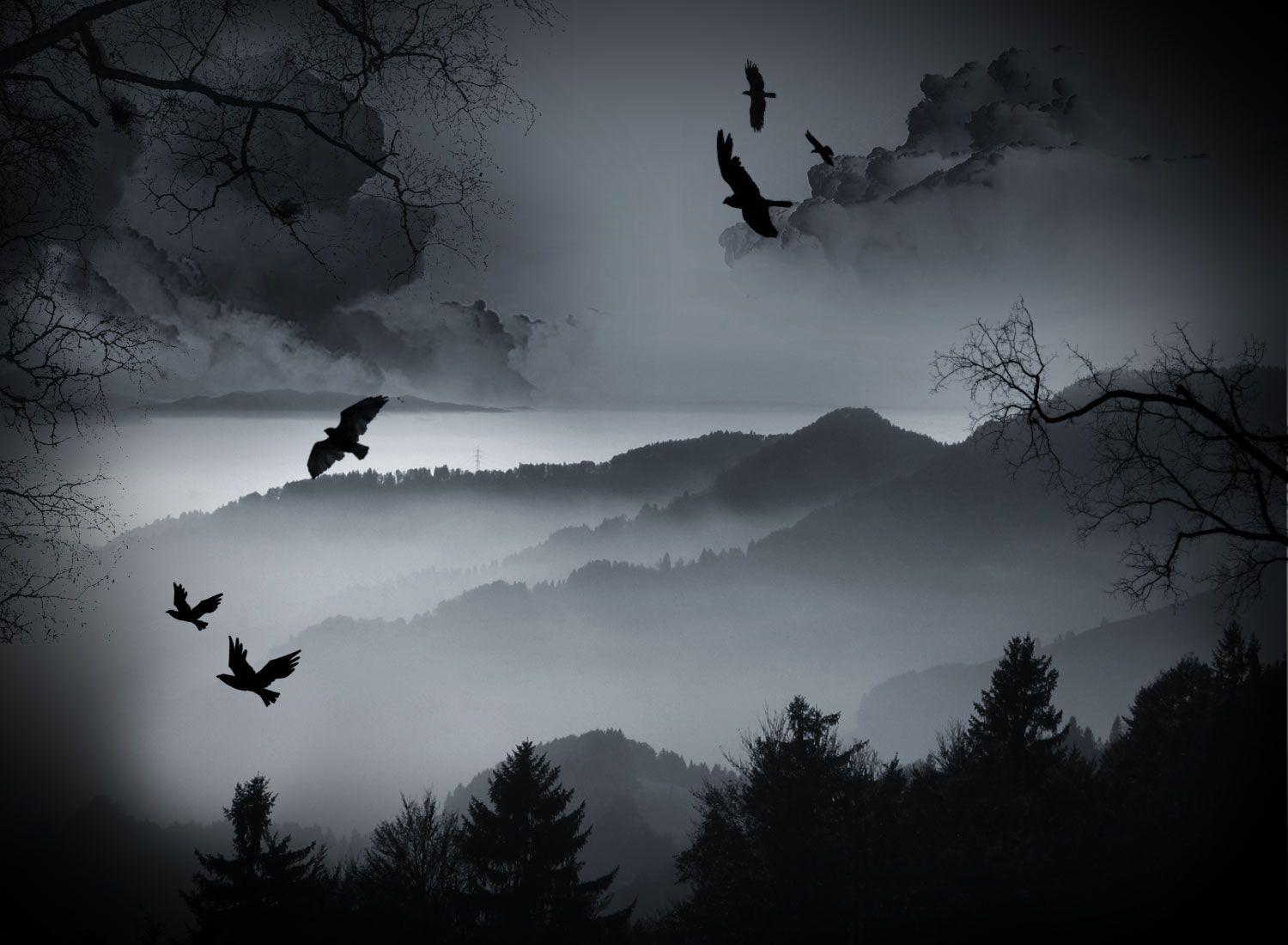 Crow Wallpapers HD Wallpaper Cave