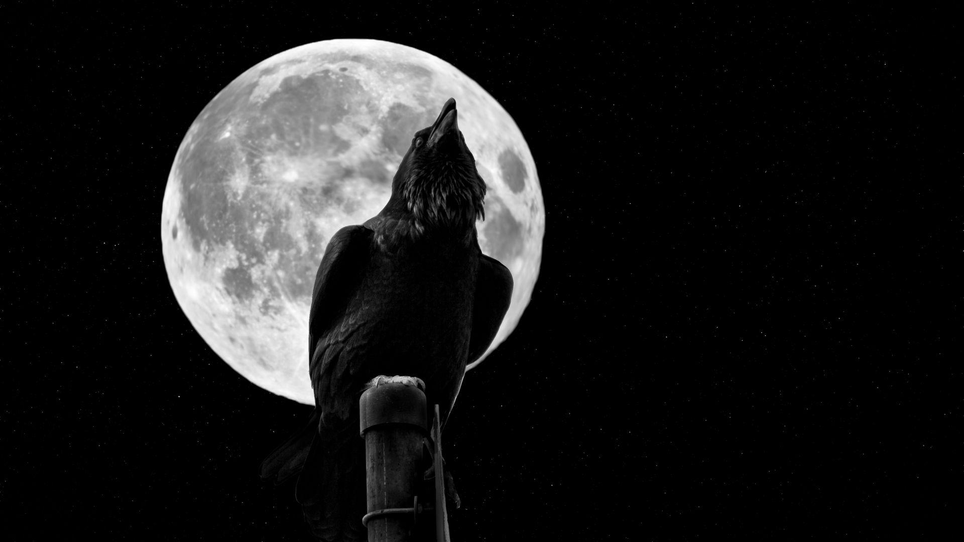 Crow & Moon Full HD Wallpaper and Background Imagex1080