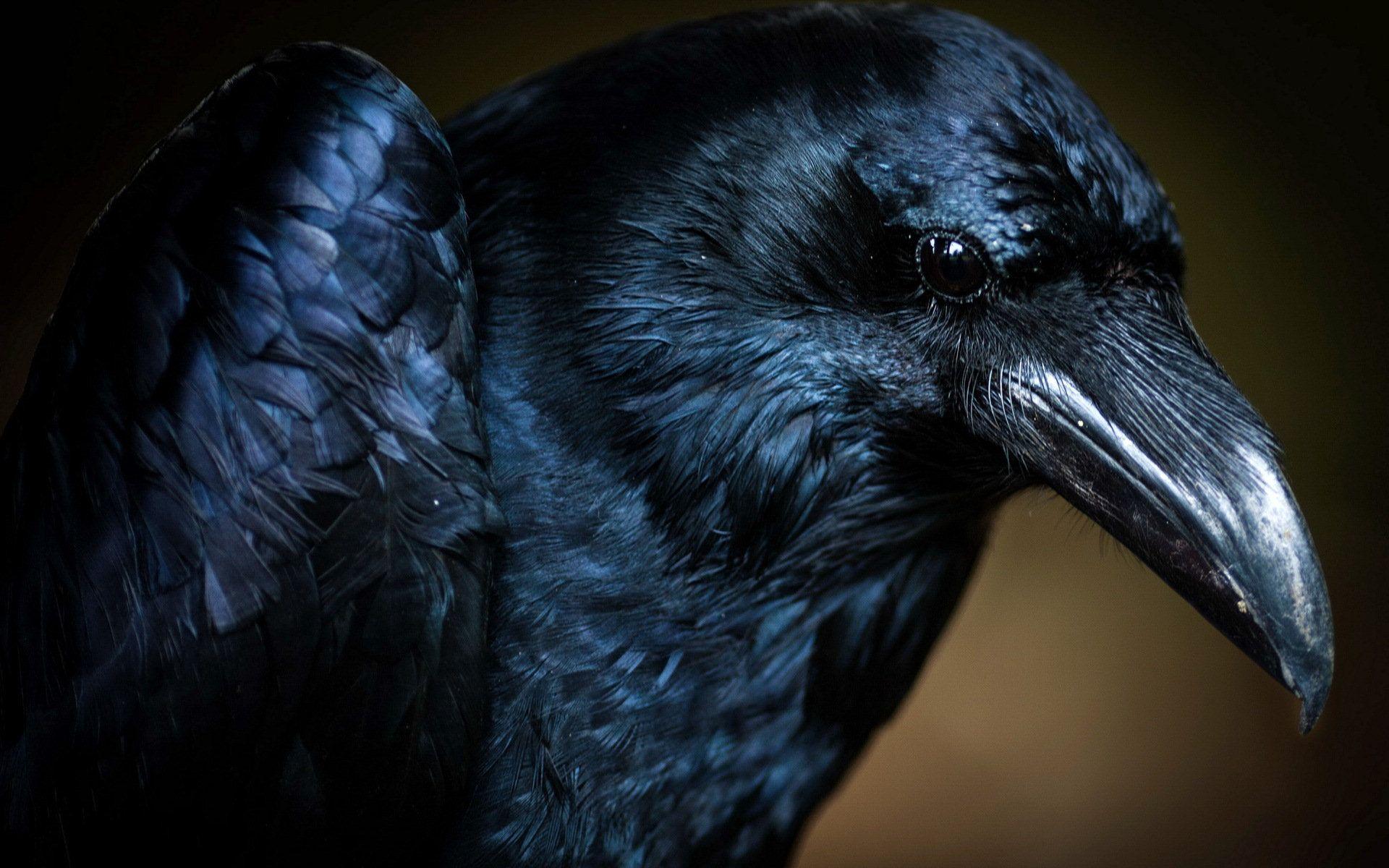 Crow Full HD Wallpaper and Background Imagex1200