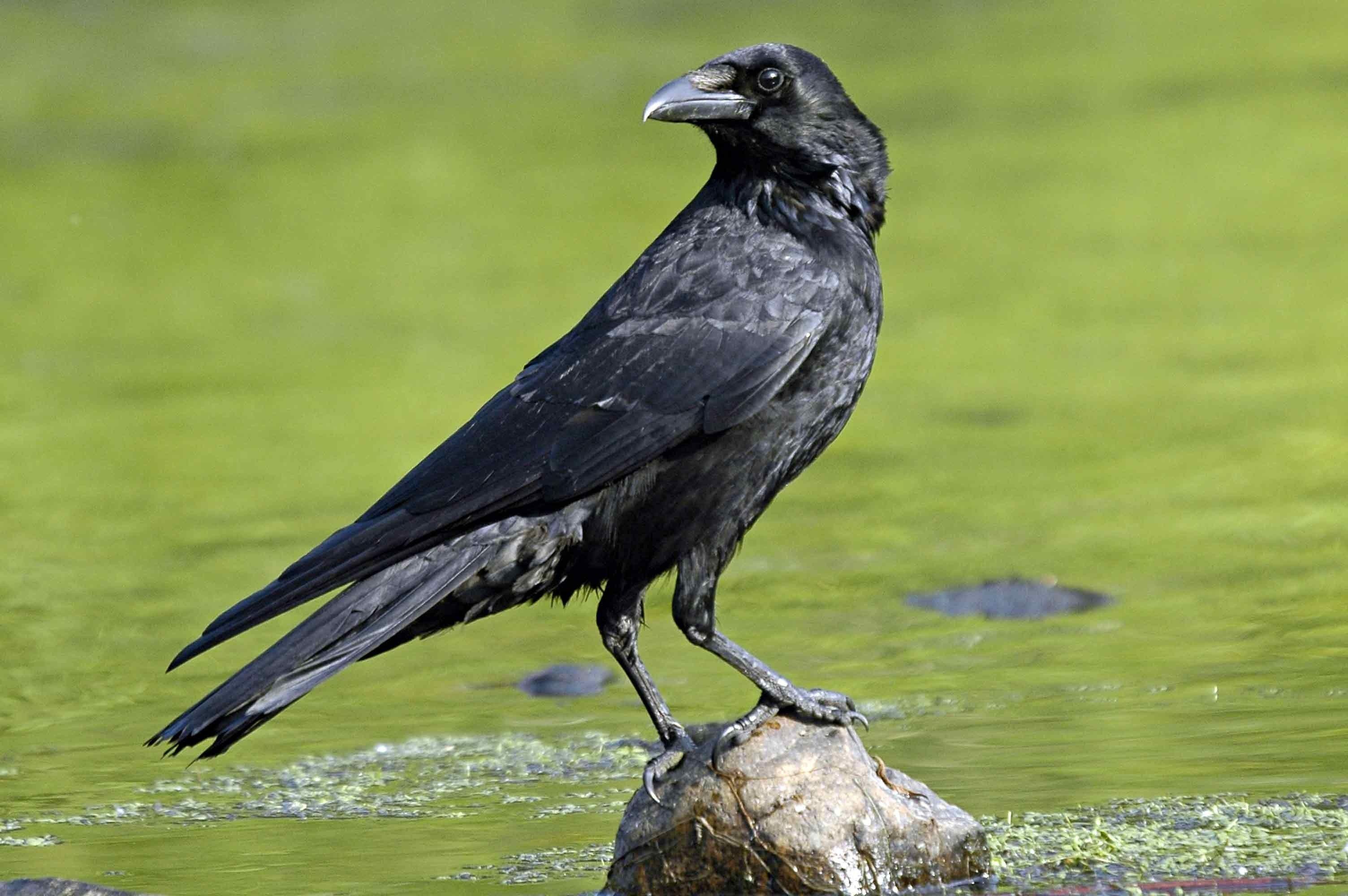 Crow HD Photo. Bird Wallpaper Image Picture Download