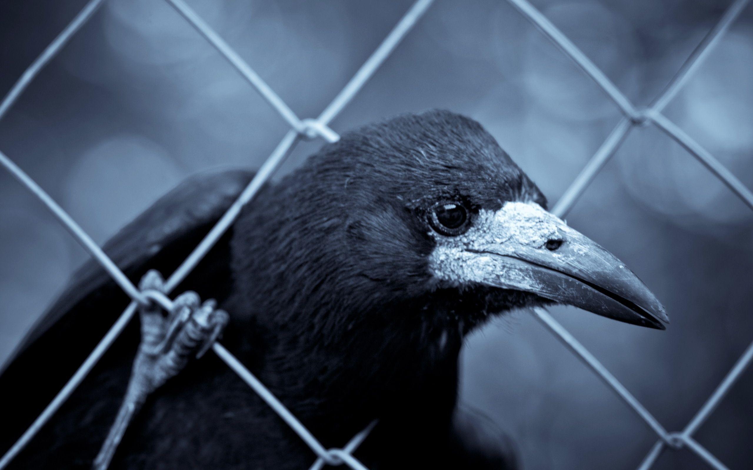 Cool Animals Desktop Background: Crow Free HD. .Ssoflx