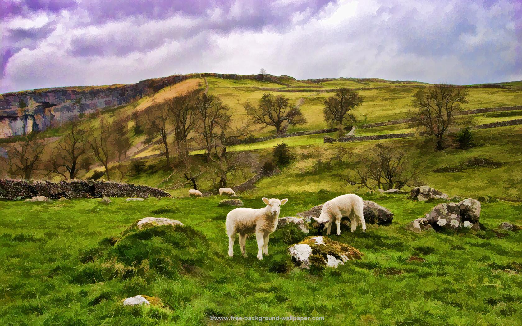 Sheep in Yorkshire Countryside Artistic Wallpaper