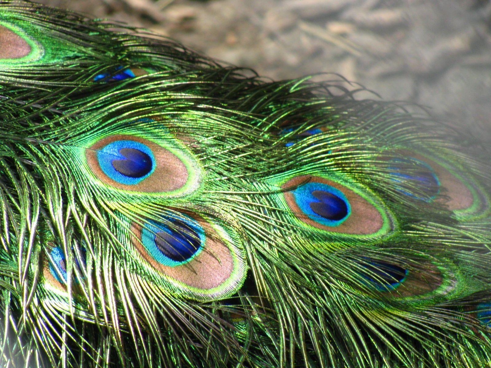 Beautiful Peacock Feather Bird Photo