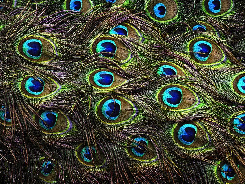 Beautiful Peacock Feathers. The spreading of the Peacock re