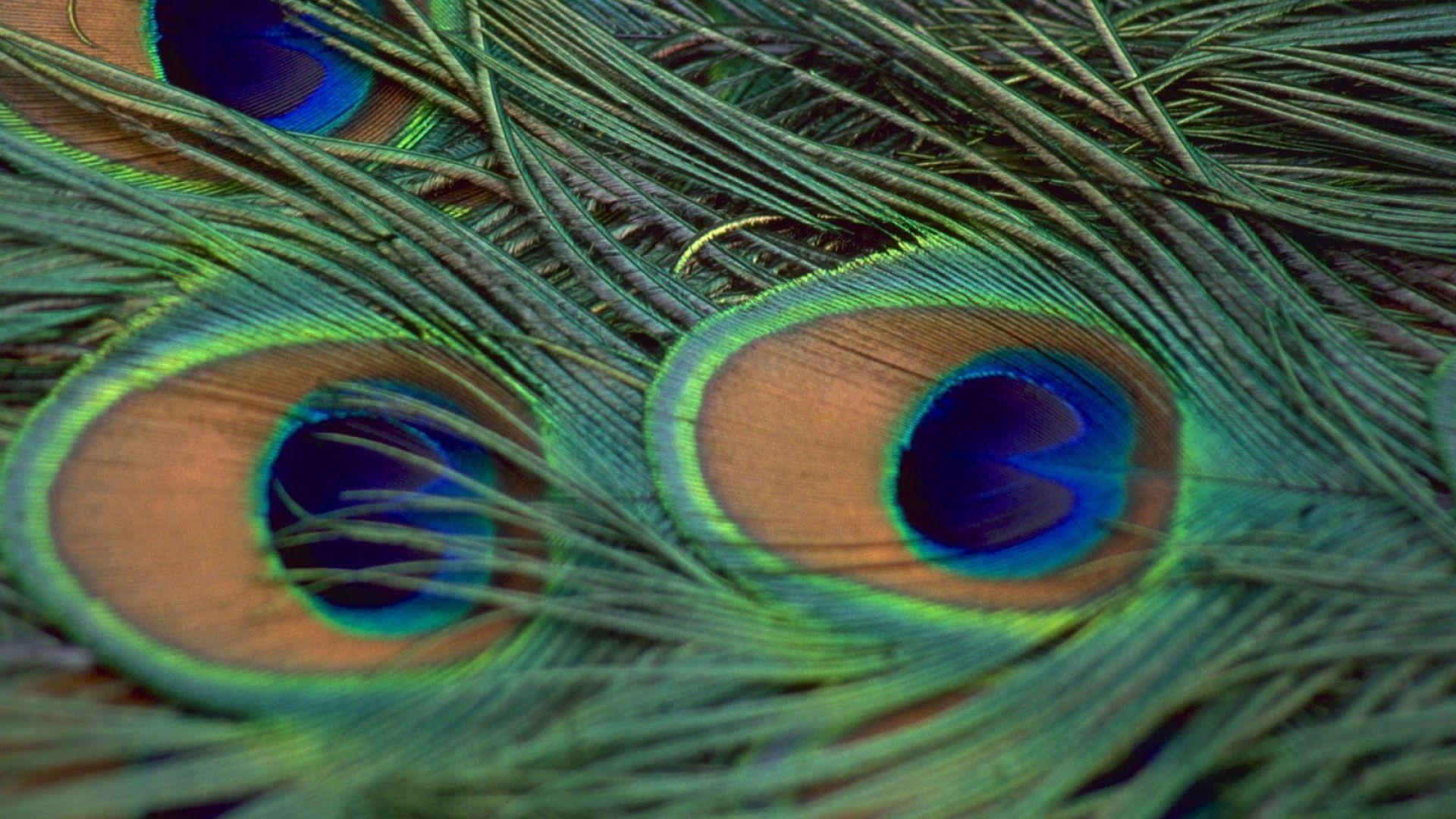 Download Wallpaper 1920x1080 feathers, peacock, colorful, beautiful