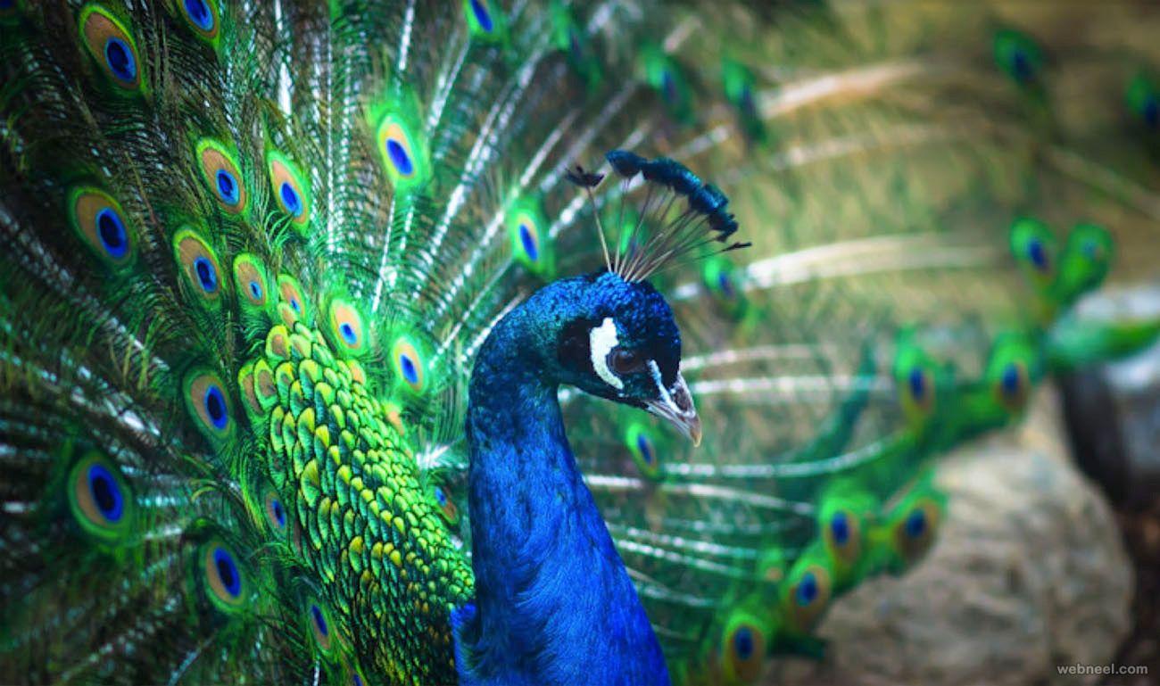 beautiful peacock feather 8