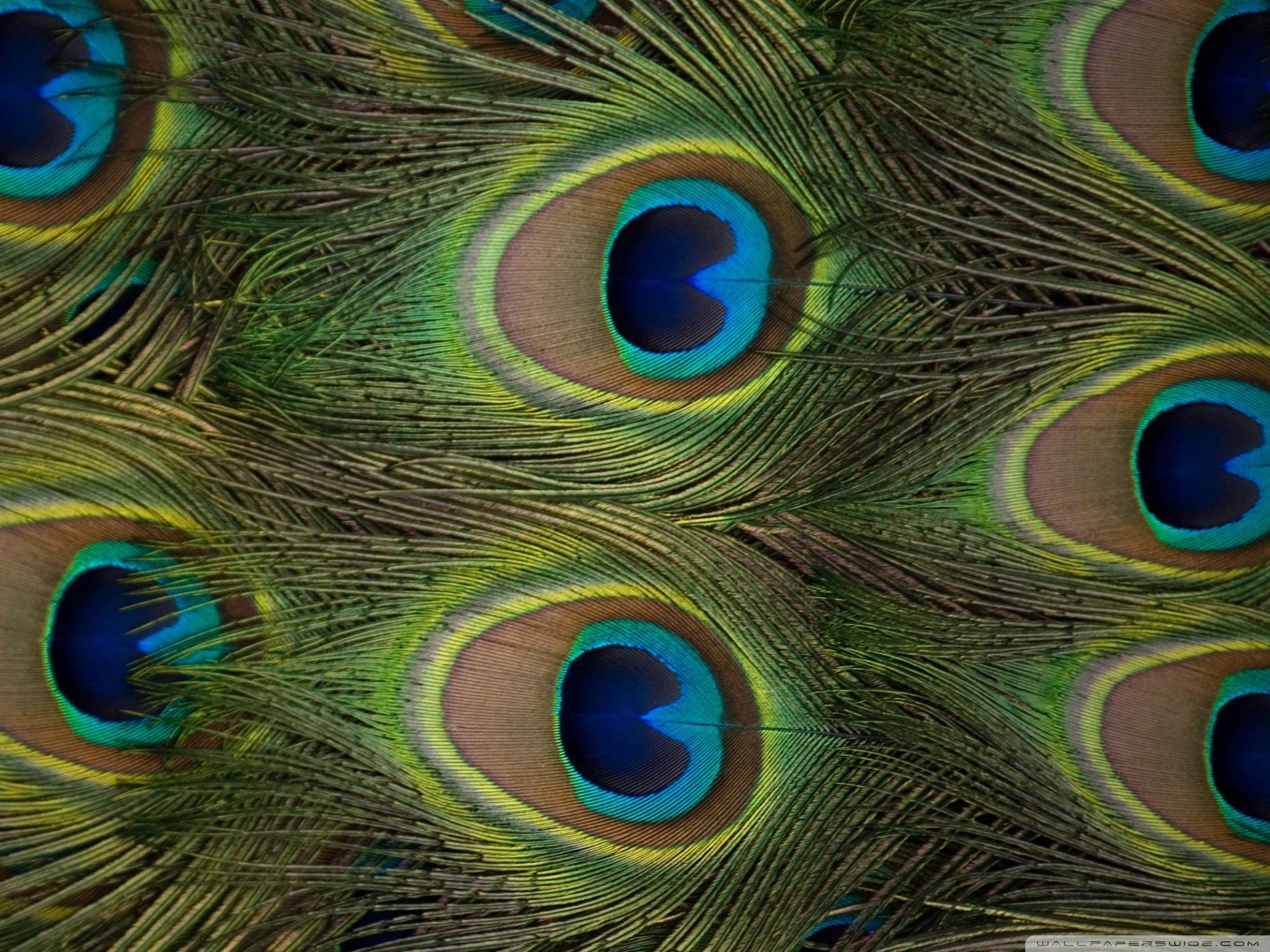 Peacock Feathers ❤ 4K HD Desktop Wallpaper for 4K Ultra HD TV