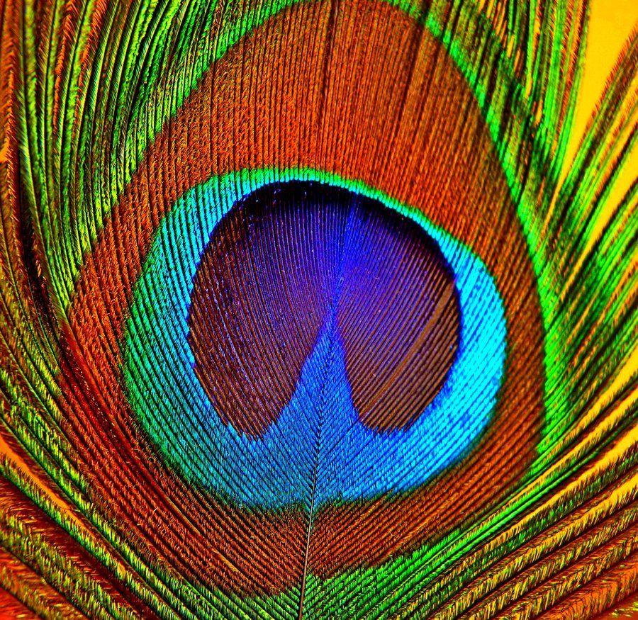 Accessories: Endearing Image Of Beautiful Color Peacock Feather As