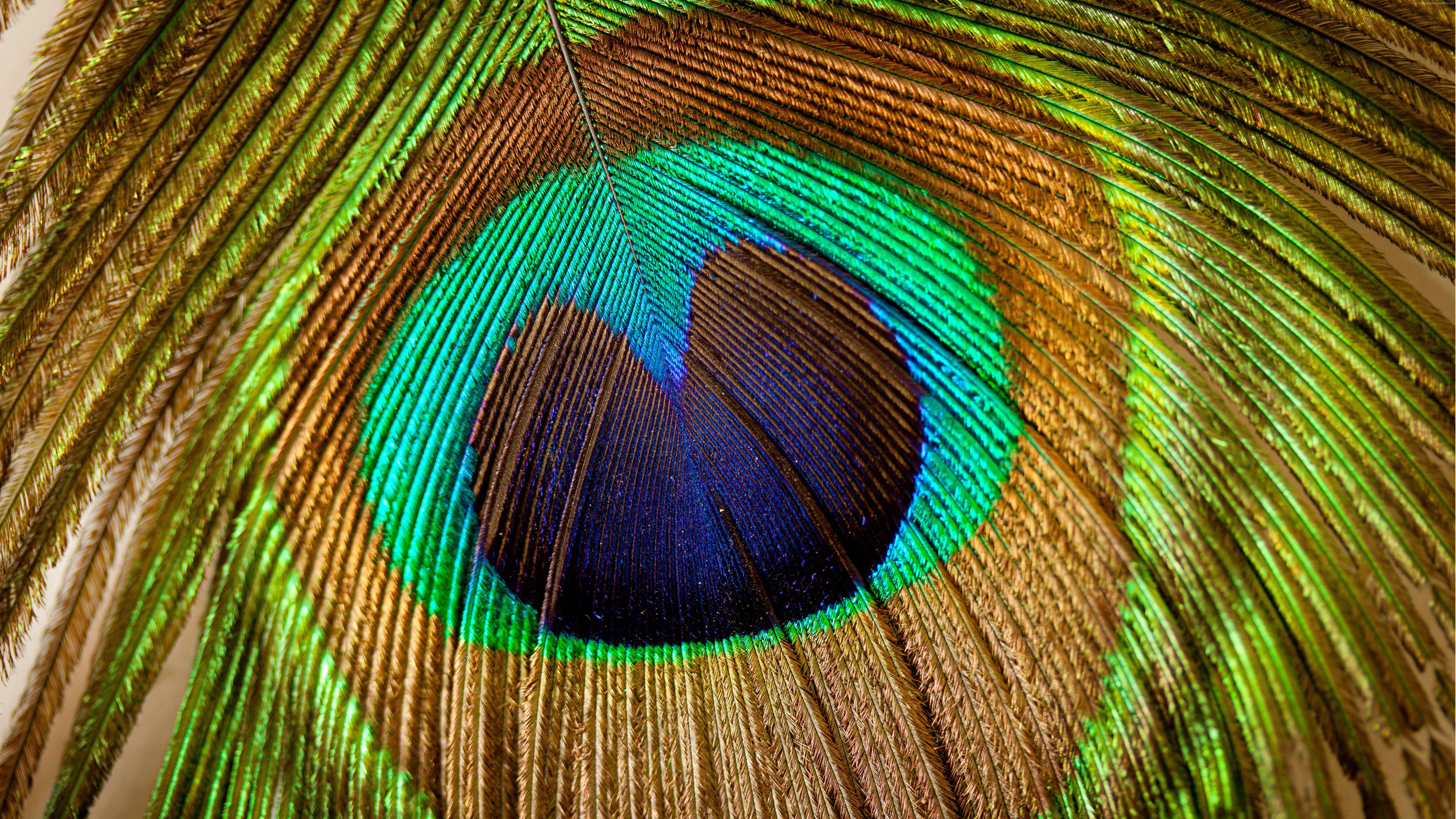 Wallpaper Feather, peacock, macro, Animals