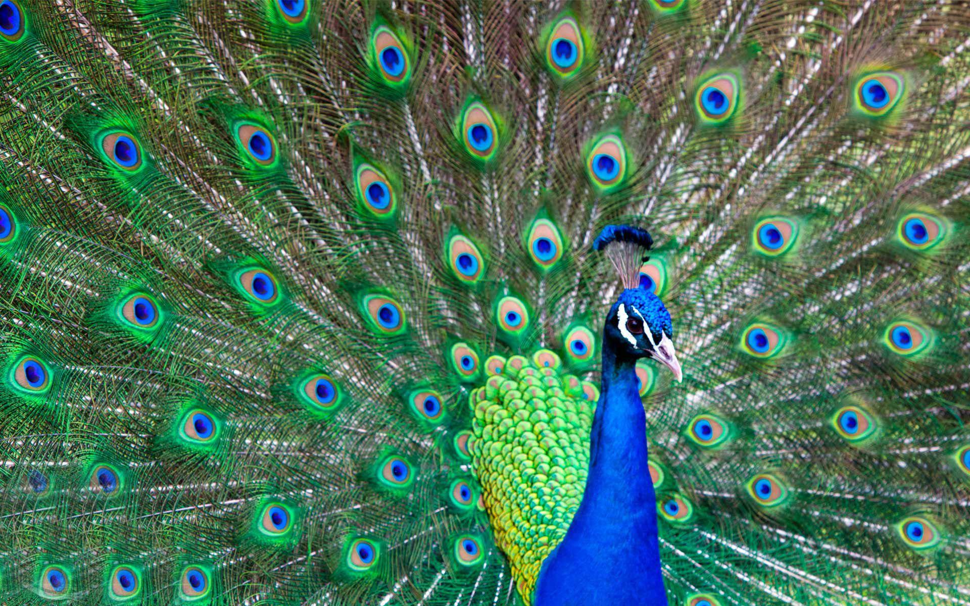 Beautiful Peacock Feather Bird Image Free