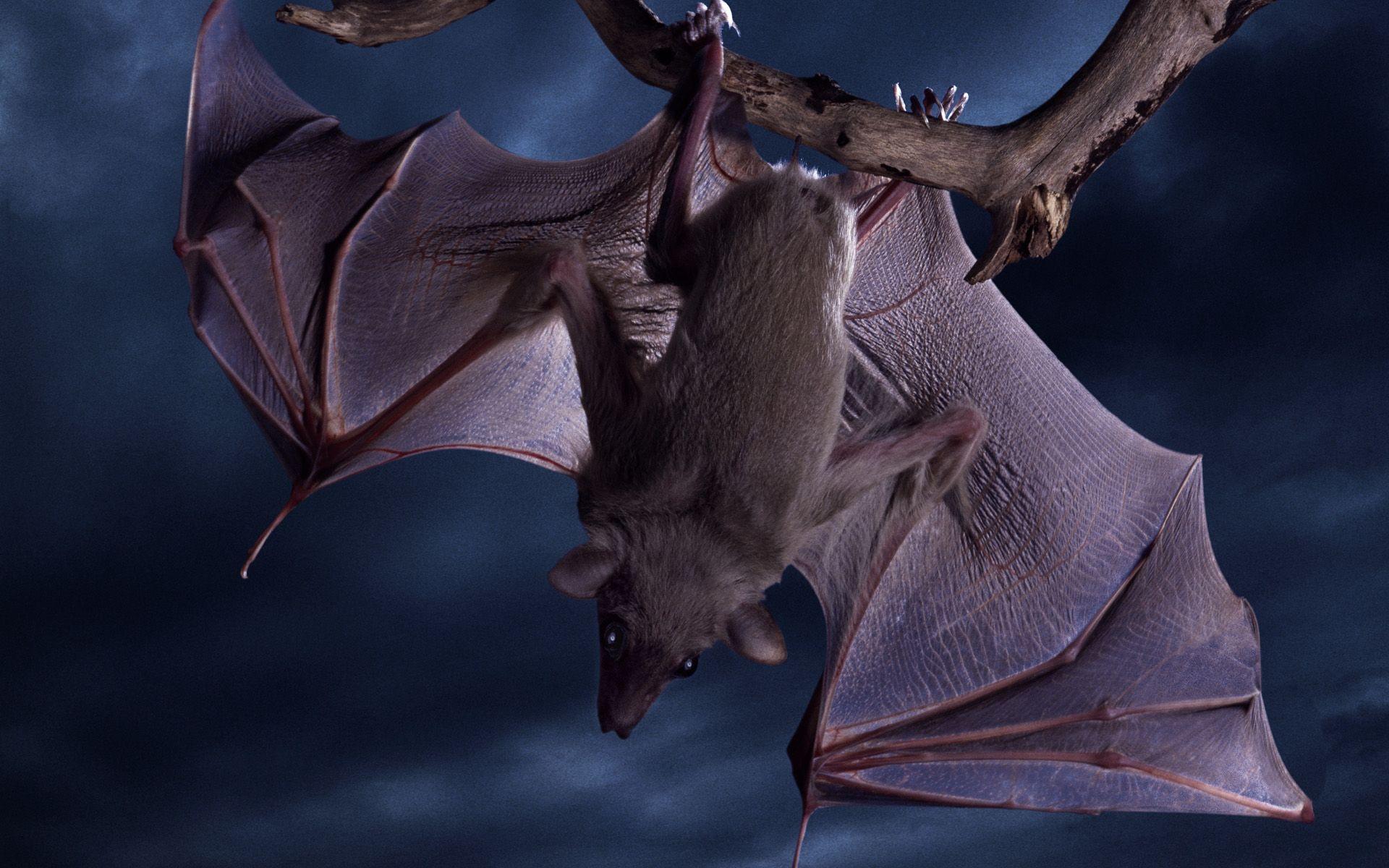 Bat Full HD Wallpaper and Background Imagex1200