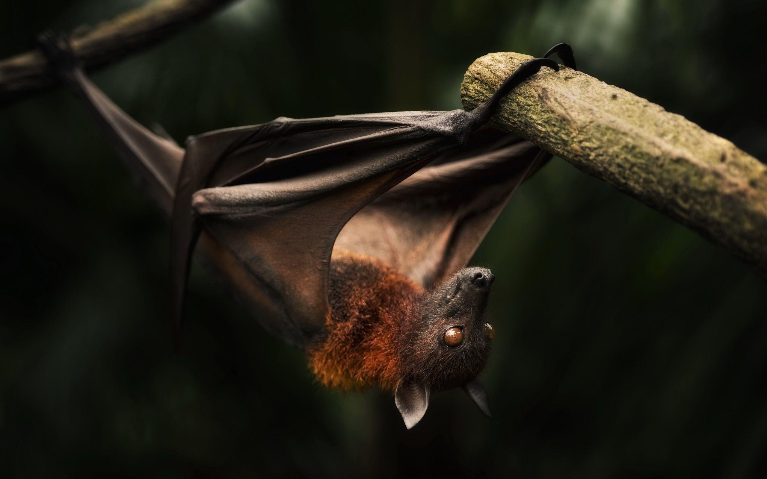 Animals: Hanging Bat Free Download Wallpaper 2560x1600 for HD 16:9
