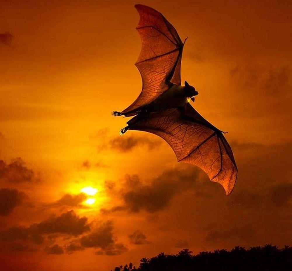 Sunsets: Bat Animal Amazing Mammal Sunset Wallpaper Desktop Free