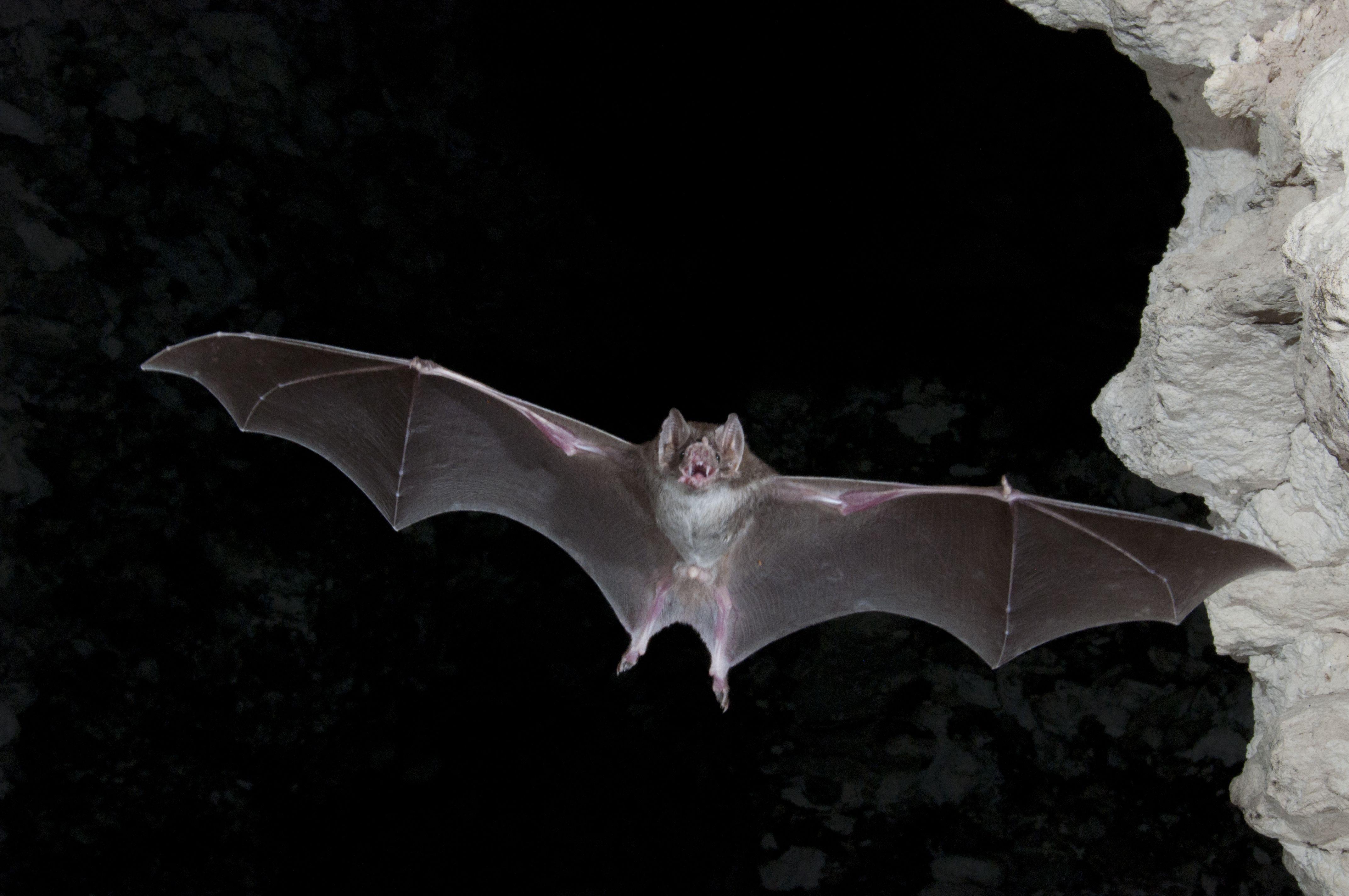 Vampire Bat Wallpaper HD