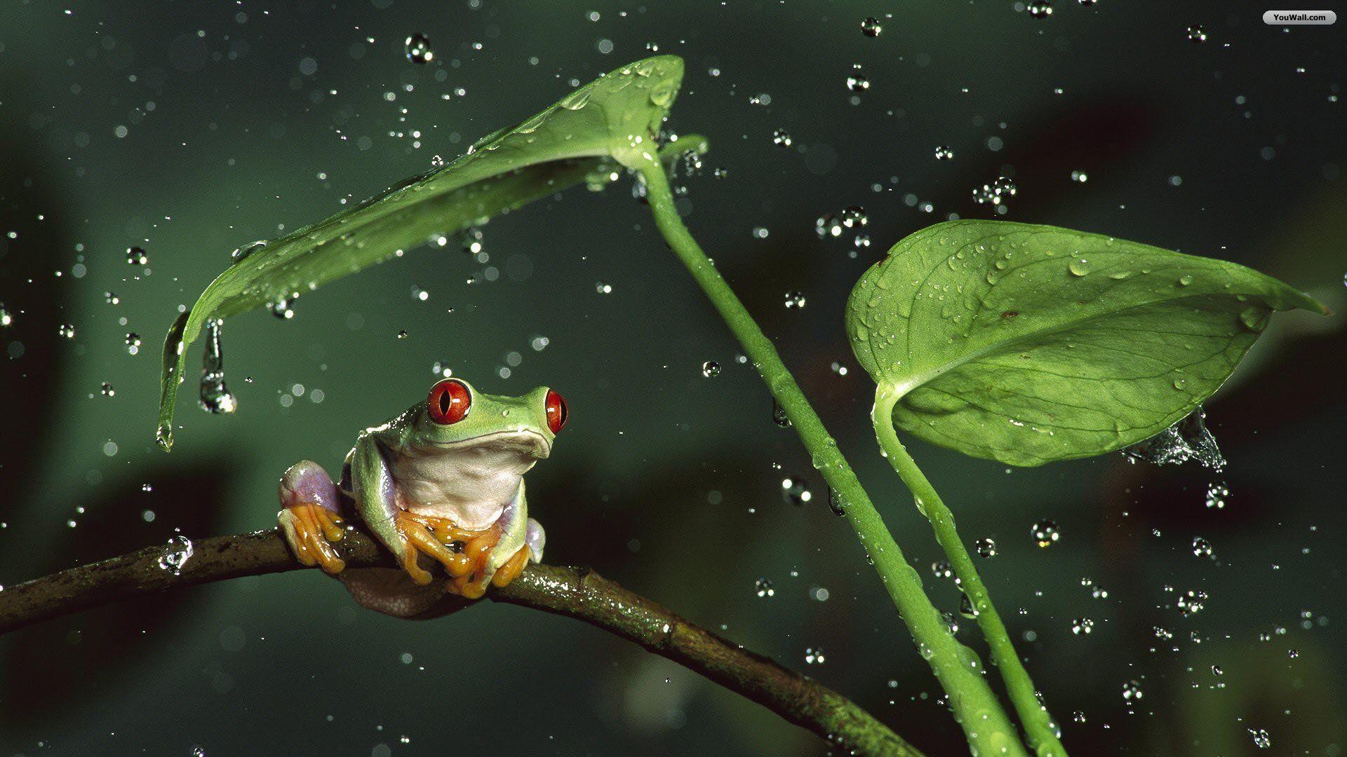 Frog Rain Wallpaper Photo HD
