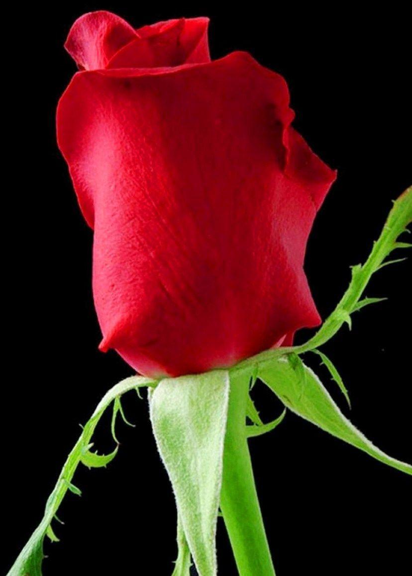 rosa roja. Clases pintuta. Flower art, Hyperrealism