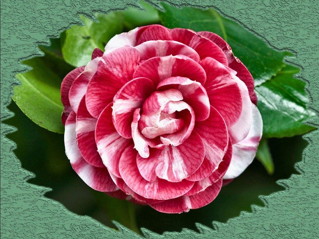 Flower: Red White Camellia Beauty Photography Floral Romance Flower