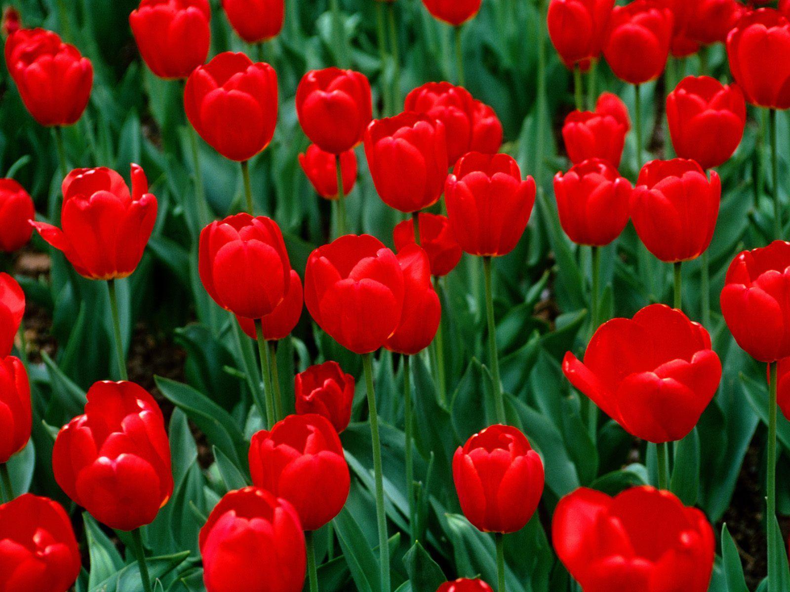 Red Flowers Wallpaper