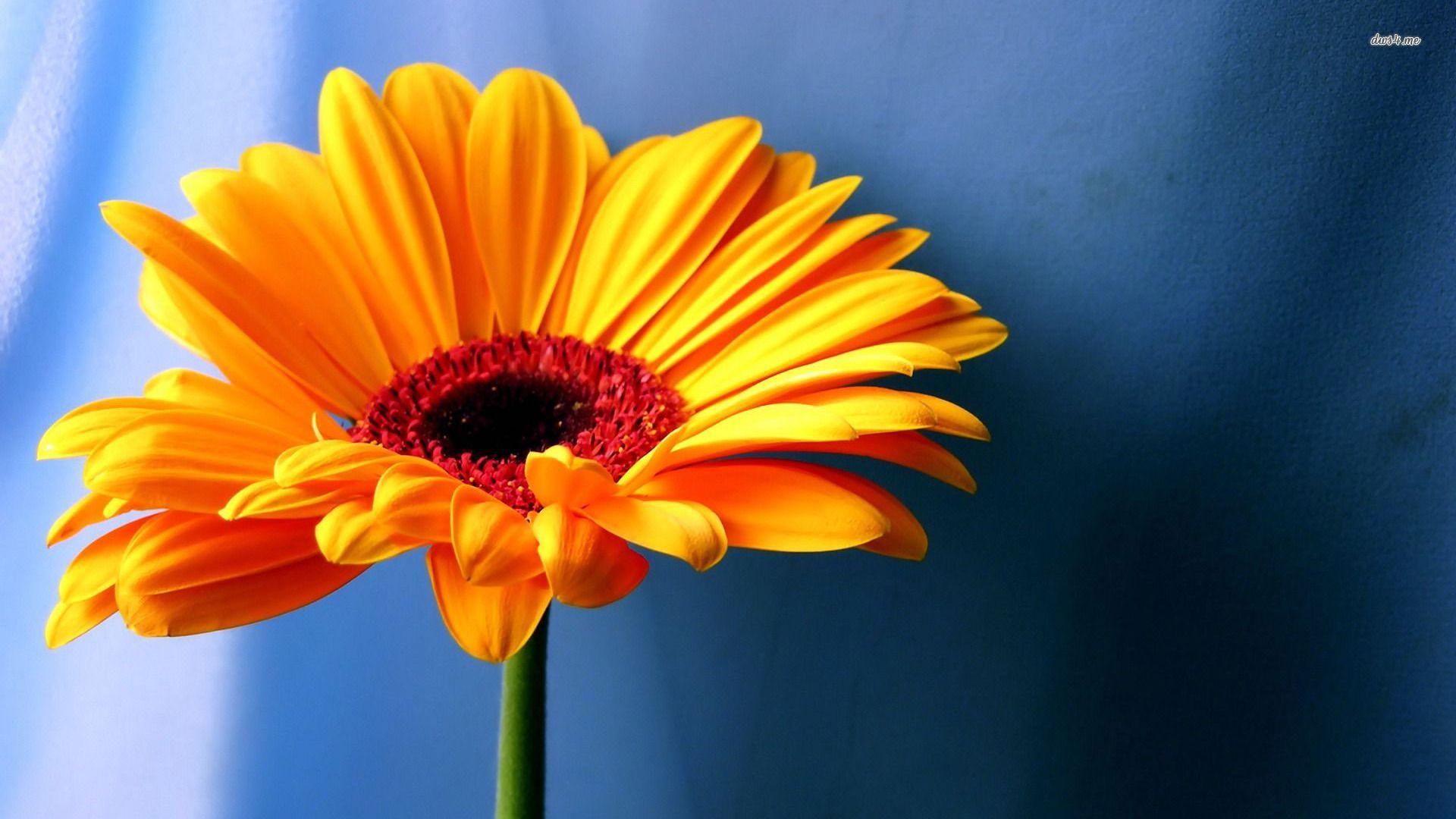 Gerbera Desktop Wallpaper, Gerbera Wallpaper HD Wallpaper