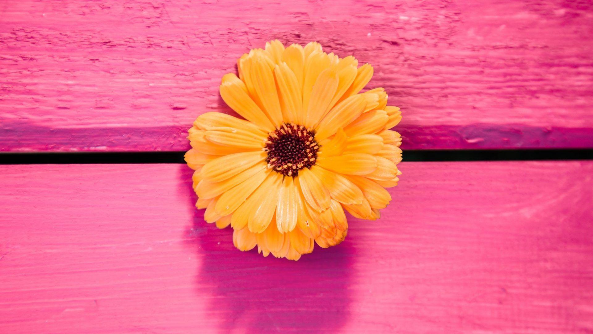 Gerbera Tag wallpaper: Red Flowers Orange Up Beauty Gerbera