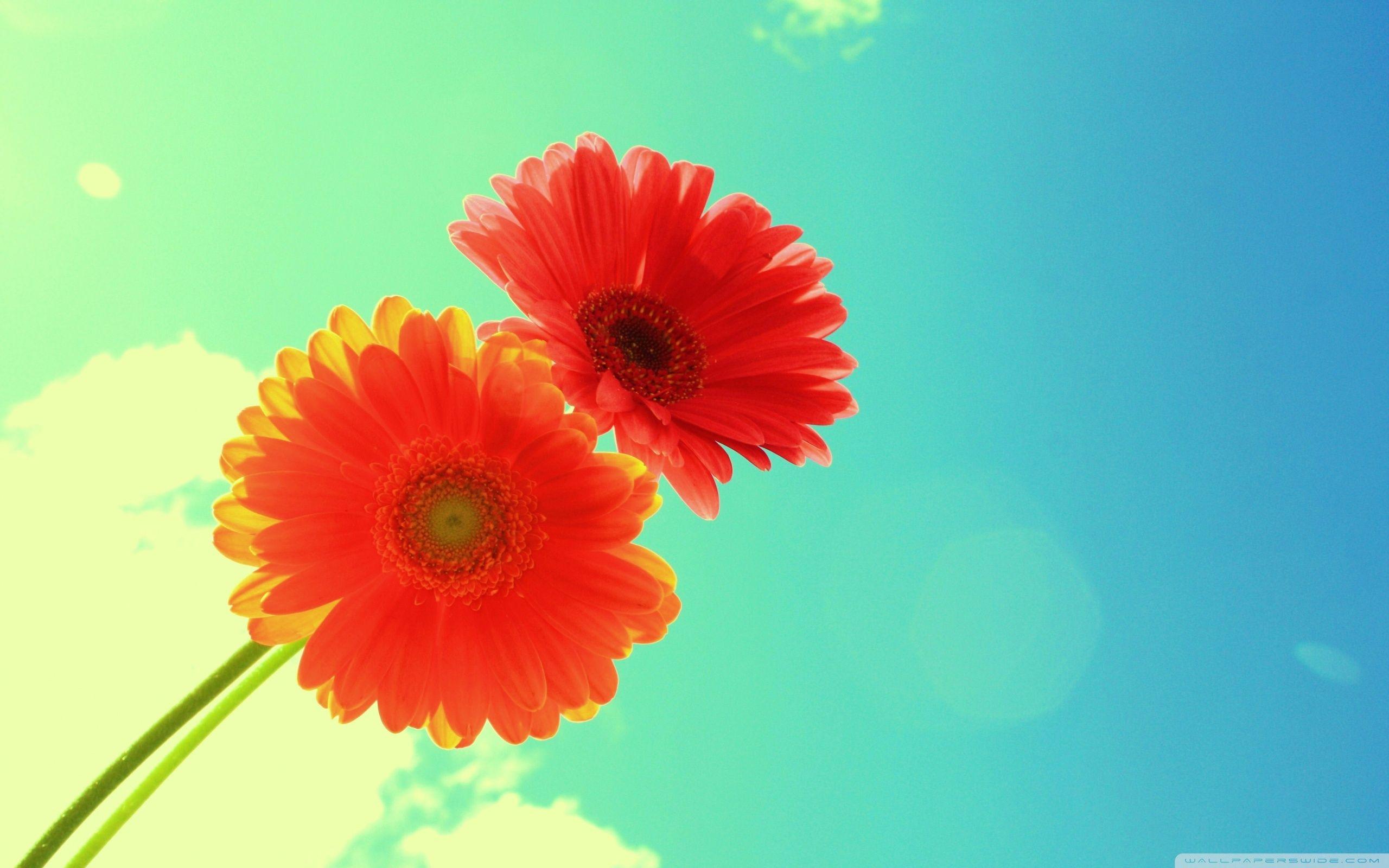 Red Gerbera ❤ 4K HD Desktop Wallpaper for 4K Ultra HD TV