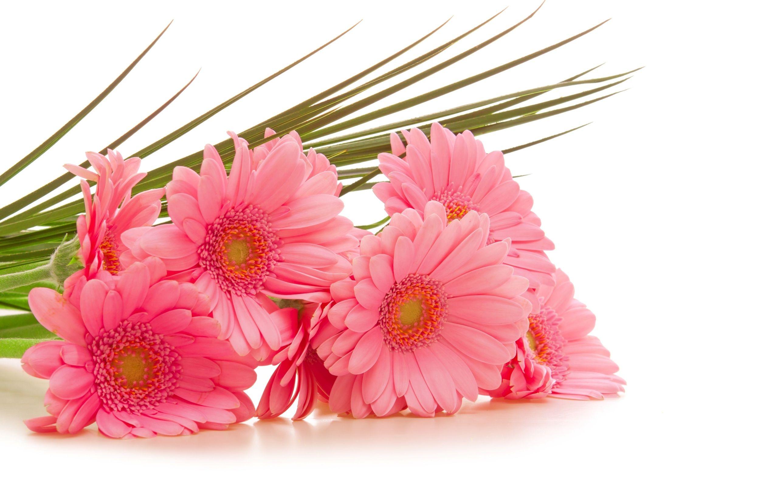 Gerbera HD Wallpaper and Background Image