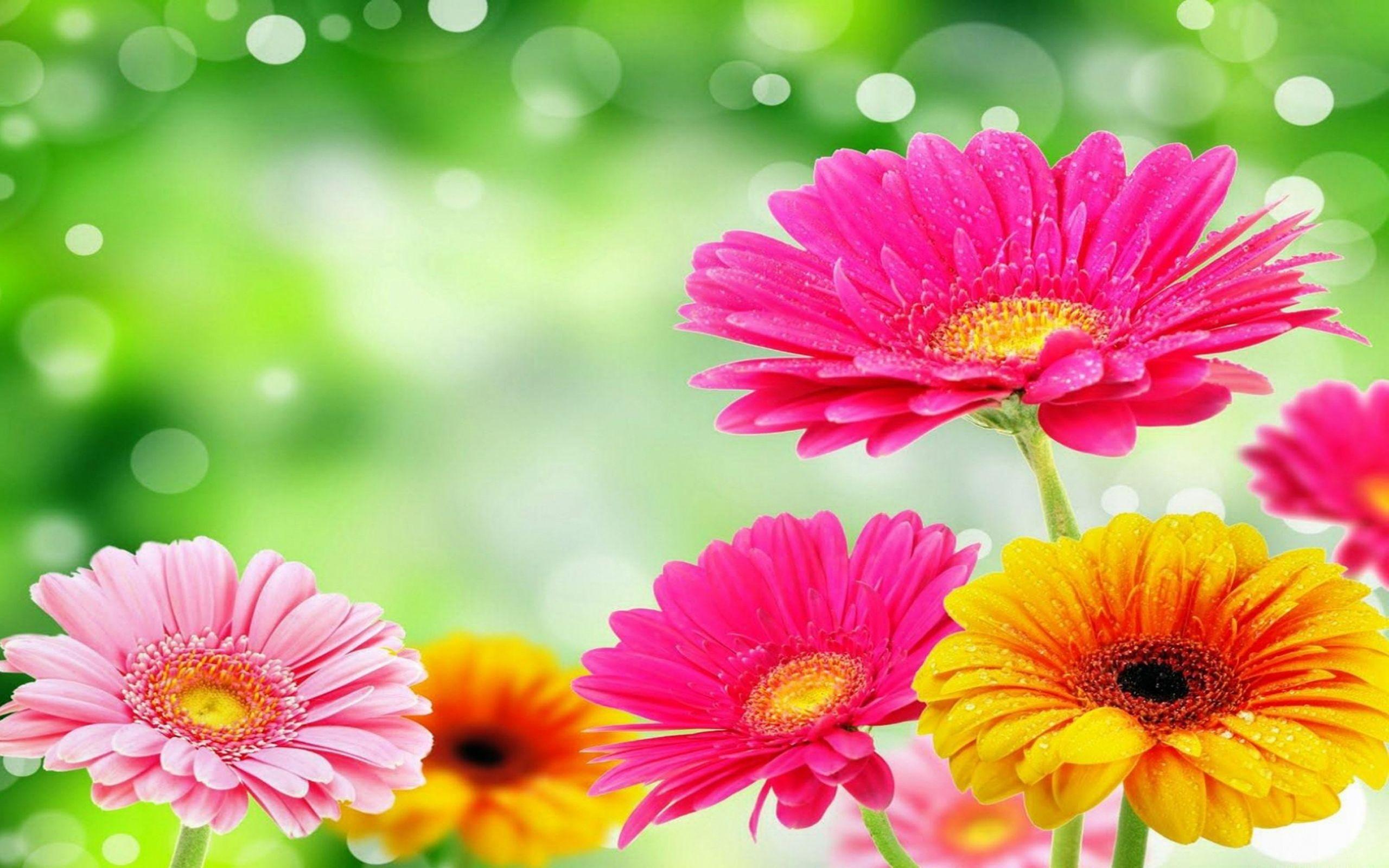 Pink and Yellow Gerberas Full HD Wallpaper