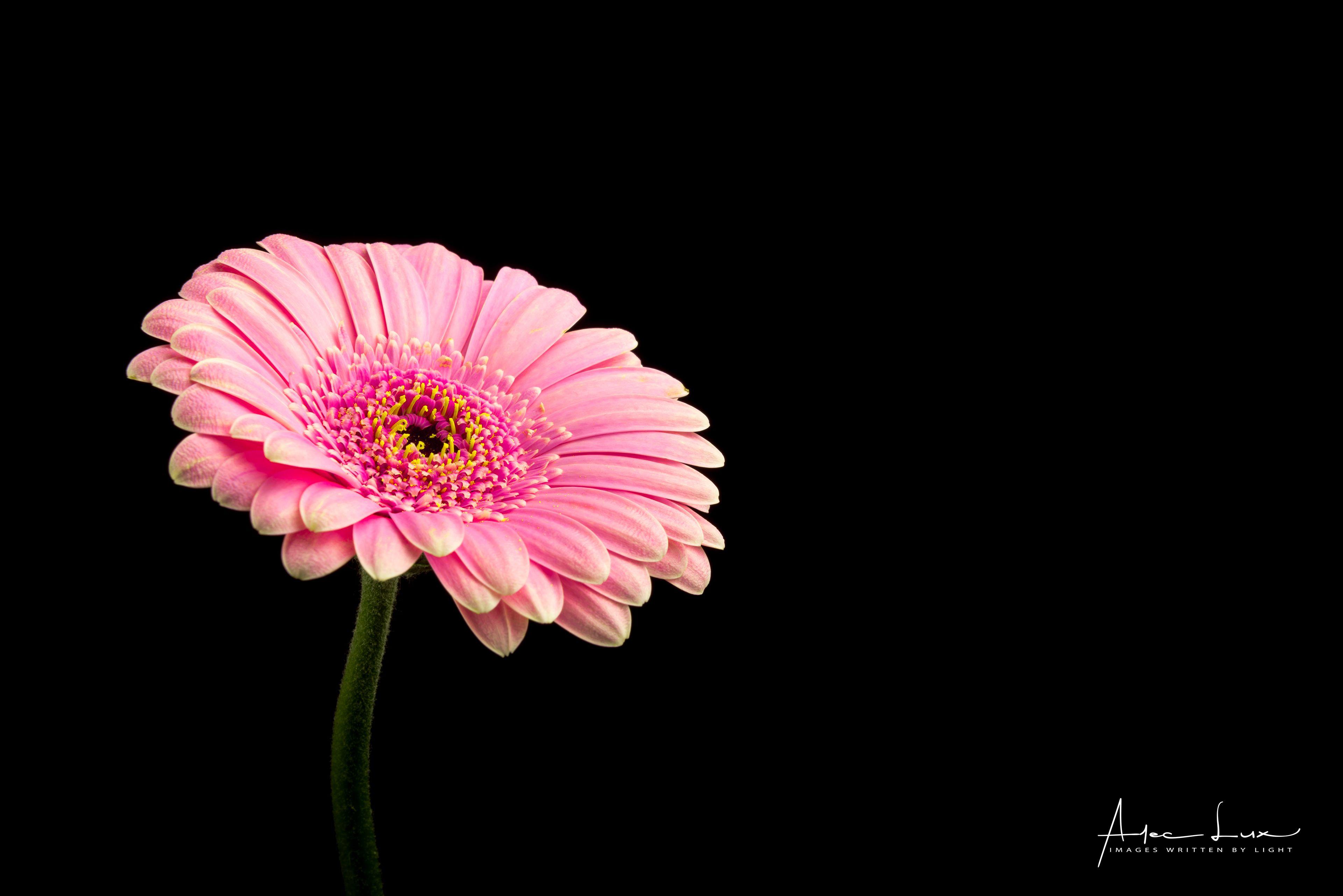 Wallpaper Pink Gerbera, HD, 4K, Flowers