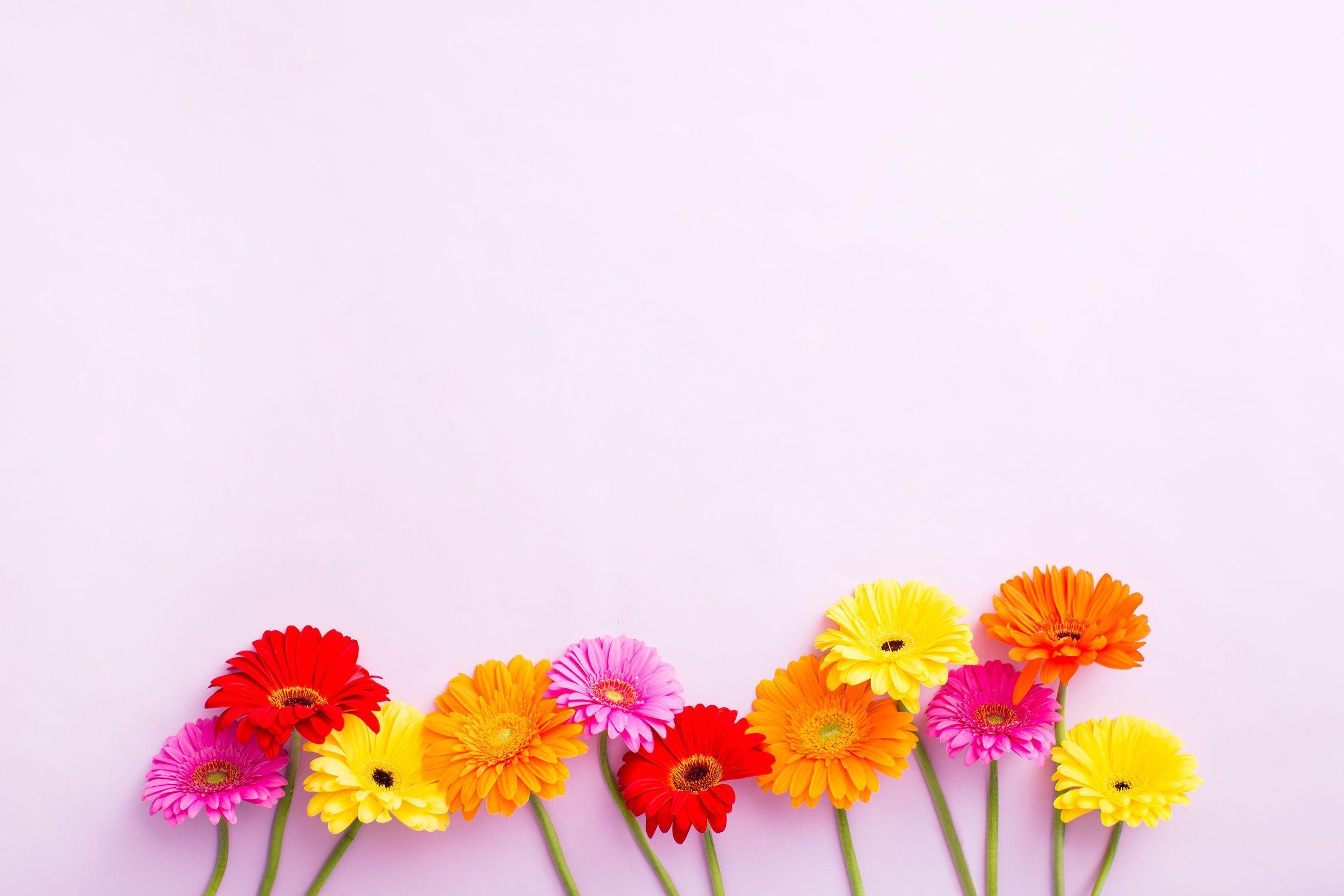 Blush pink yellow floral gerbera desktop wallpaper background