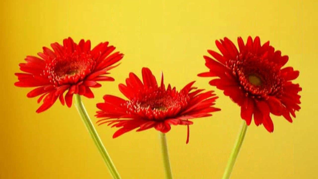 Gerbera Flowers Whatsapp Status Wallpaper Image