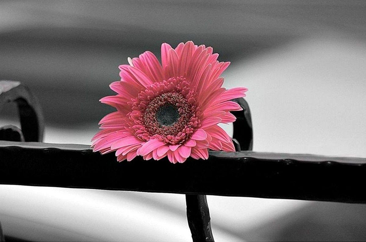 Flowers: Gerbera Flower Wallpaper For Android for HD 16:9 High