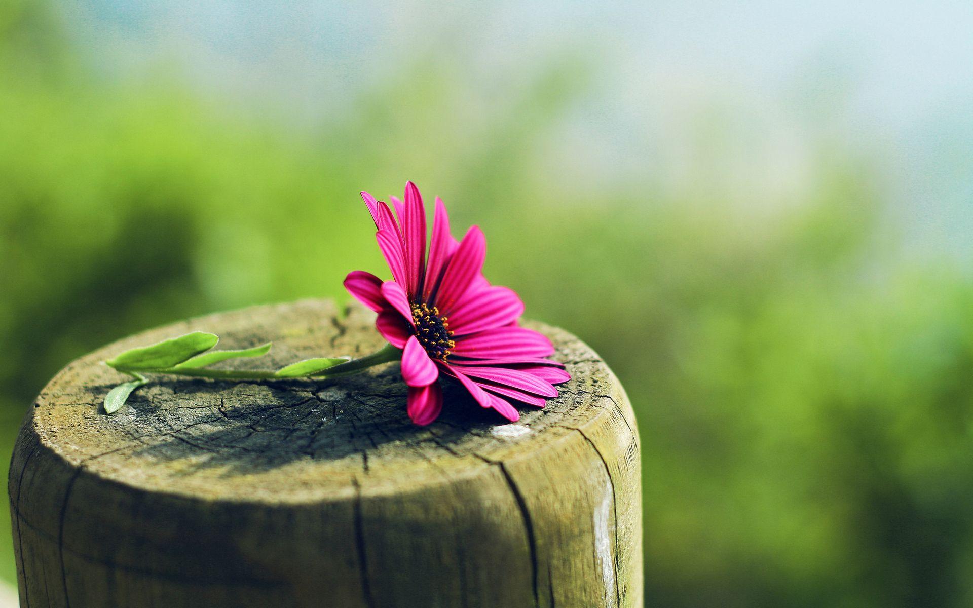 Gerbera Flower Wallpaper IPhone Wallpaper