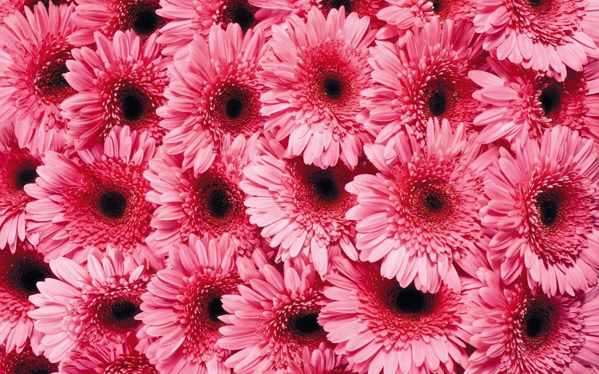 Pink Gerbera Daisy Flower Wallpaper. HD Desktop Background