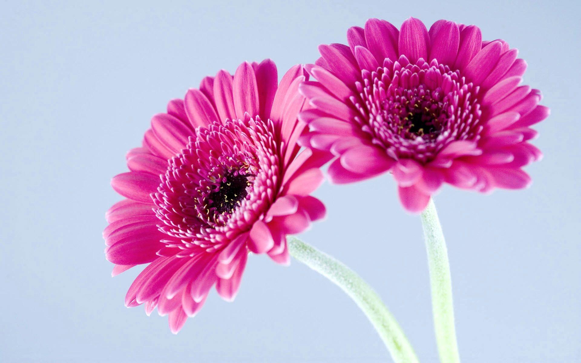 Purple Gerbera Daisies Wallpaper