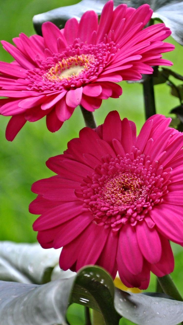 Earth Gerbera (750x1334) Wallpaper