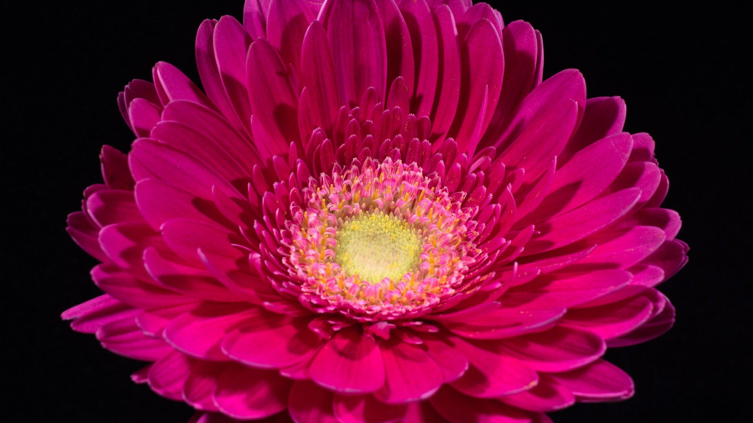 Wallpaper Pink Gerbera, Daisy, HD, 5K, Flowers
