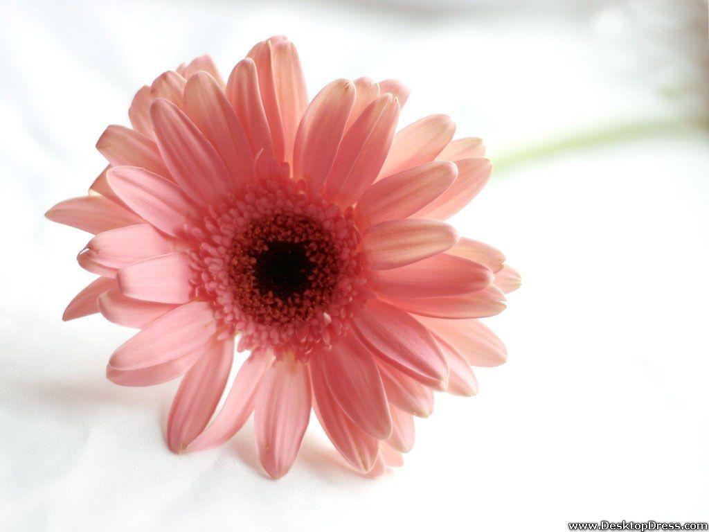 Desktop Wallpaper Flowers Background Pink Gerbera Daisy