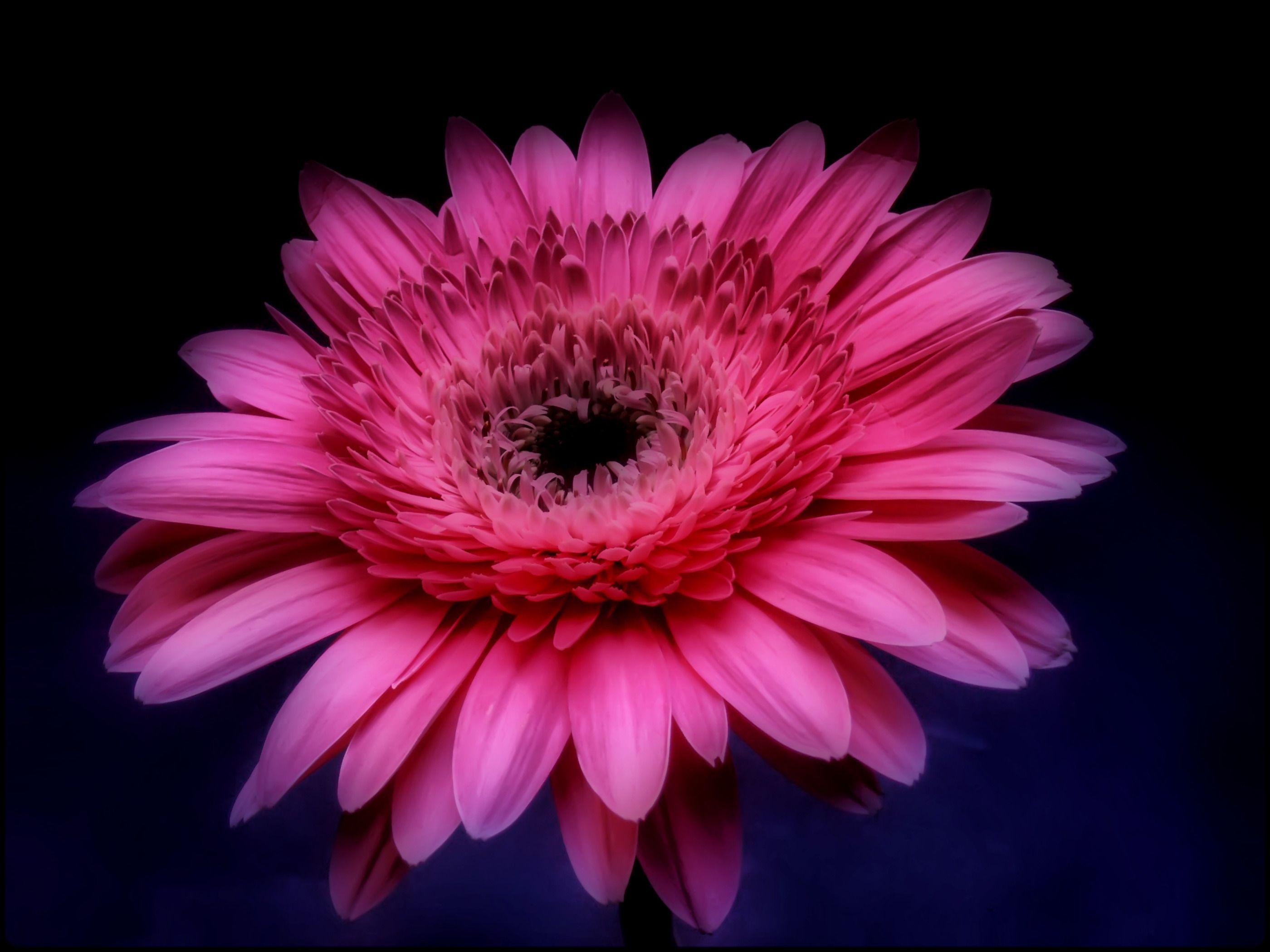 Pink Gerbera Daisy in the Darkness widescreen wallpaper. Wide