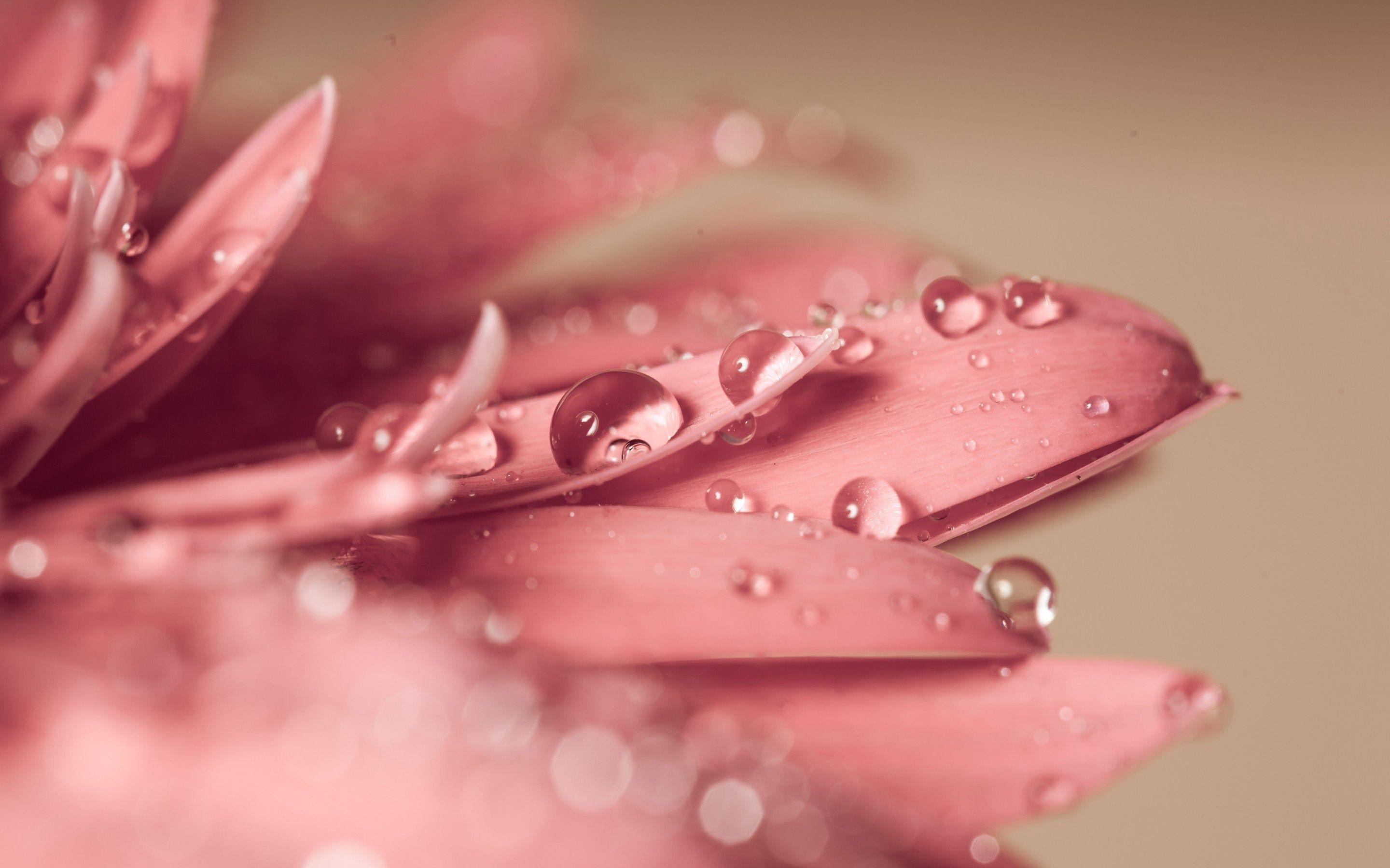 Wallpaper flowers, gerbera, petals, dew, drops, macro desktop